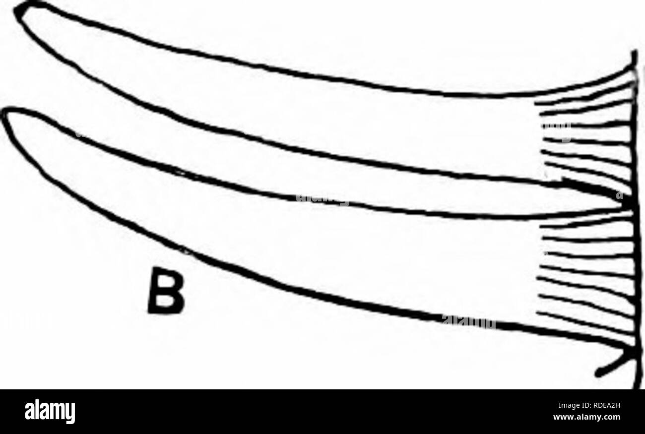 . Fossil plants : for students of botany and geology . Paleobotany. Fig. 613. Pterophyllum num. (A, nat. size; B, after Schenk.) Braunia. enlarged; Pterophyllum Tietzei Schenk. A Rhaetic species founded^ on specimens from Persia and described also by Zeiller® from Tonkin represented by fronds 1 Fontaine (83) B. p. 80, Pis XLin.—v. 2 Schimper (72) A. pp. 127, -132. ' Schenk (67) PI. 11. * Goeppert (44); Schenk (67) A. p. 164, PI. xxxvin. 6 Schenk (87) B. p. 6, Pis. vi., ix. « Zeiller (03) B. p. 189, PI. xlvii. eg. 1.. Please note that these images are extracted from scanned page images that may Stock Photo