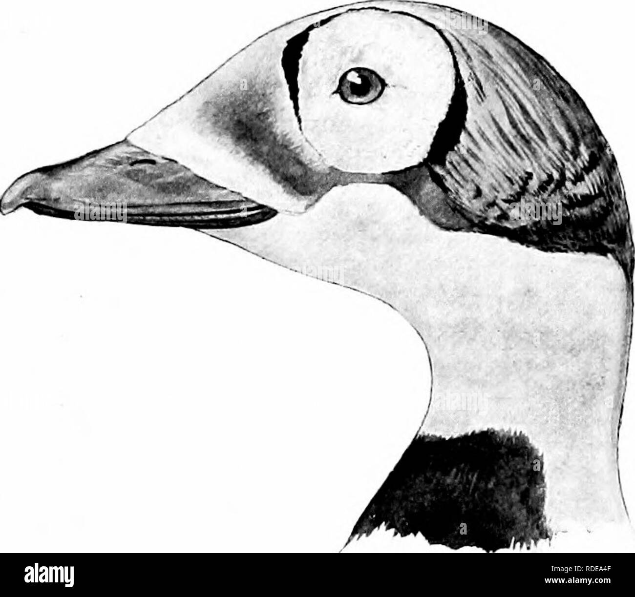 . How to know the ducks, geese and swans of North America, all the species being grouped according to size and color. Ducks; Geese; Swans; Birds. (Kc-m;ilc.) (Male.) Geofjrajihical diUril/iition: &quot;Alaskan coast of Bchring Sea, and north to Point Barrow. (A. O. r.) The Spectacled Eider seems to have a very limited range, and is apparently nowhere common. It is known to breed in the vicinity of the Island of St. Michael, Alaska, and a set of eggs, taken in that locality, in the Smith- sonian collection, are pale olive gray, and measure about 2.40 -x l.G.5.. Please note that these images are Stock Photo