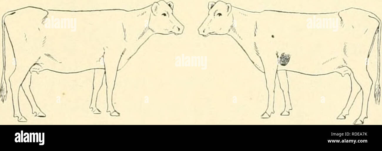 . The effect of tuberculosis vaccination upon cattle infected with