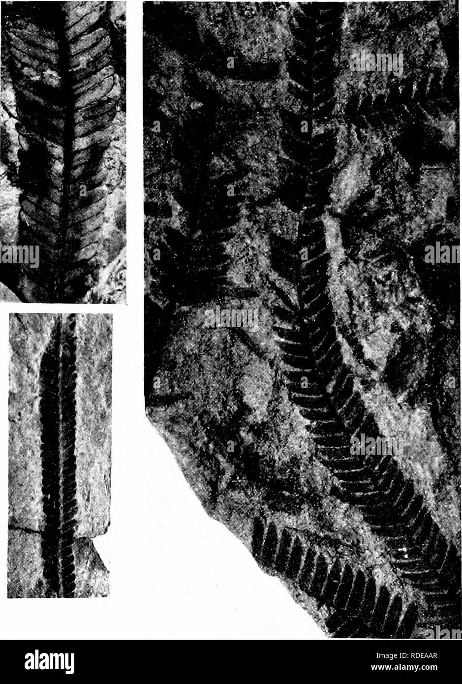 . Fossil plants : for students of botany and geology . Paleobotany. 514 CYCADOPHYTAN FRONDS [CH. of Morris's species by Oldham and Morris and by Feistmantel. In tbe first of the series of Memoirs on Gondvvana floras^ Ptilo- phyllum is retained for a section of Palaeozamia together with Otozamites and SpJienozamites as other sectional subdivisions:. Fig. 588. Ptilophyllum pecien. A, C, specimens figured by Feistmantel as Ptilophyllum cutchense. B, Feistmantel's Otozamites aTigustatus. (f nat. size; Calcutta Museum.) in the subgenus Ptilophyllum are included Palaeozamia acutifolia and P. cuichen Stock Photo