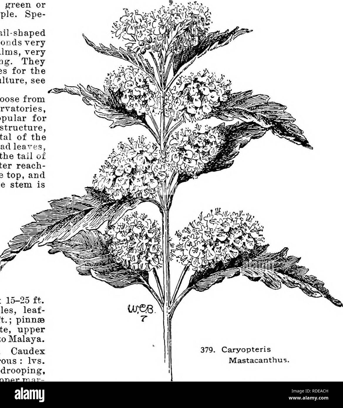 . Cyclopedia of American horticulture, comprising suggestions for cultivation of horticultural plants, descriptions of the species of fruits, vegetables, flowers, and ornamental plants sold in the United States and Canada, together with geographical and biographical sketches. Gardening. CARYOPTERIS CASIMIKOA 255 one segment larger and fringed; stamens 4, exserted; fr. separating into 4 somewhat winged nutlets. About 6 species in E. Asia. Free-flowering, small shrubs, very valuable for their late blooming season ; not hardy north; even if well protected they will he killed almost to the ground, Stock Photo