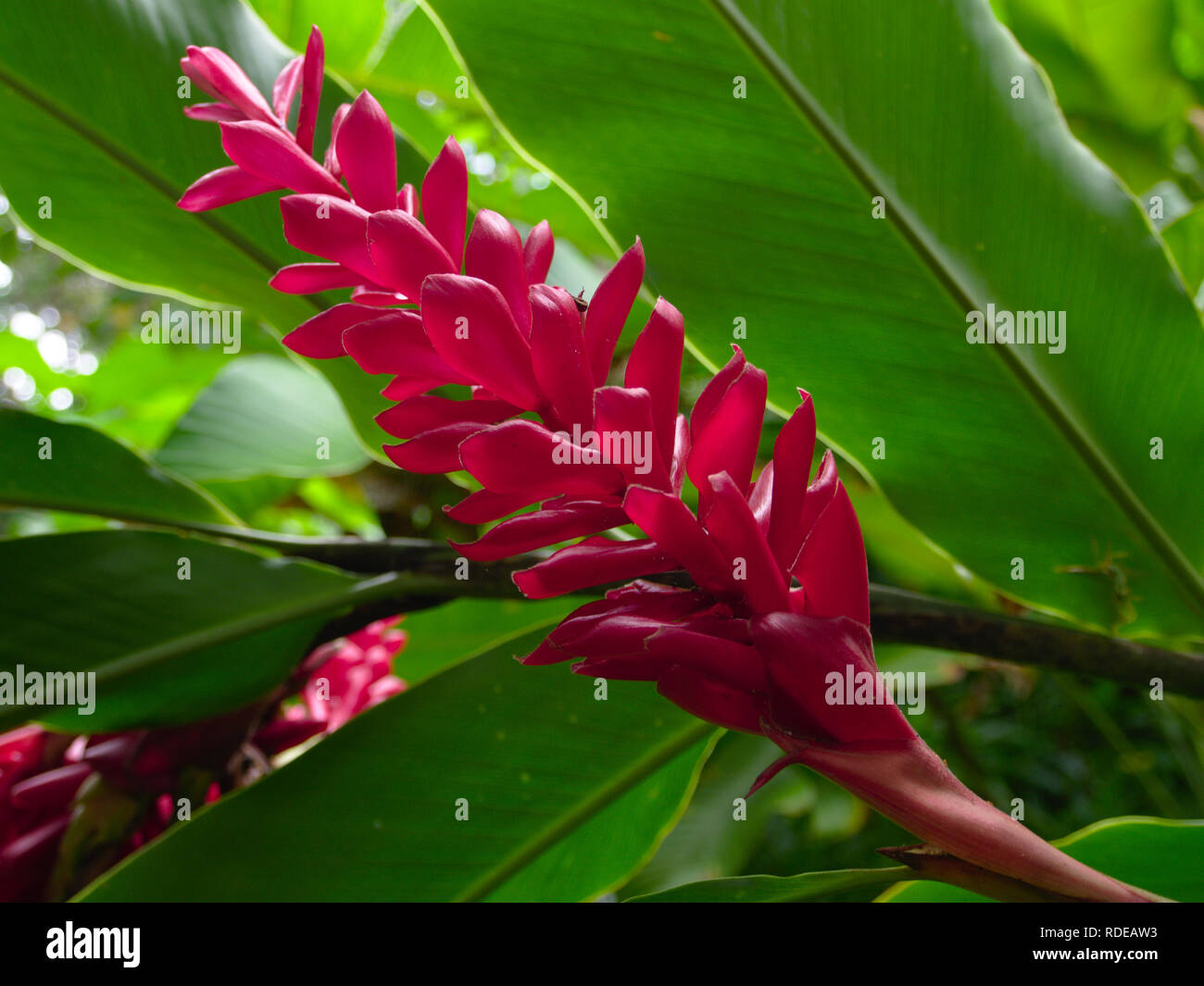 Ginger Lily High Resolution Stock Photography And Images Alamy