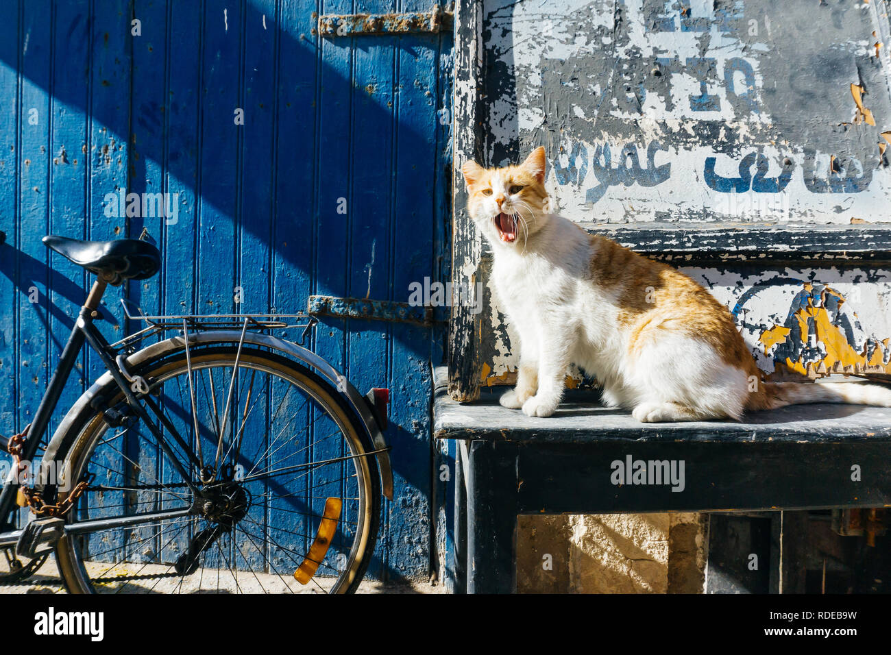 Street Kitty (cat) on the streets of Marrakesh and Essaouira in Morocco in the fishing port and medina near the colored wall. Postcard, travel concept Stock Photo