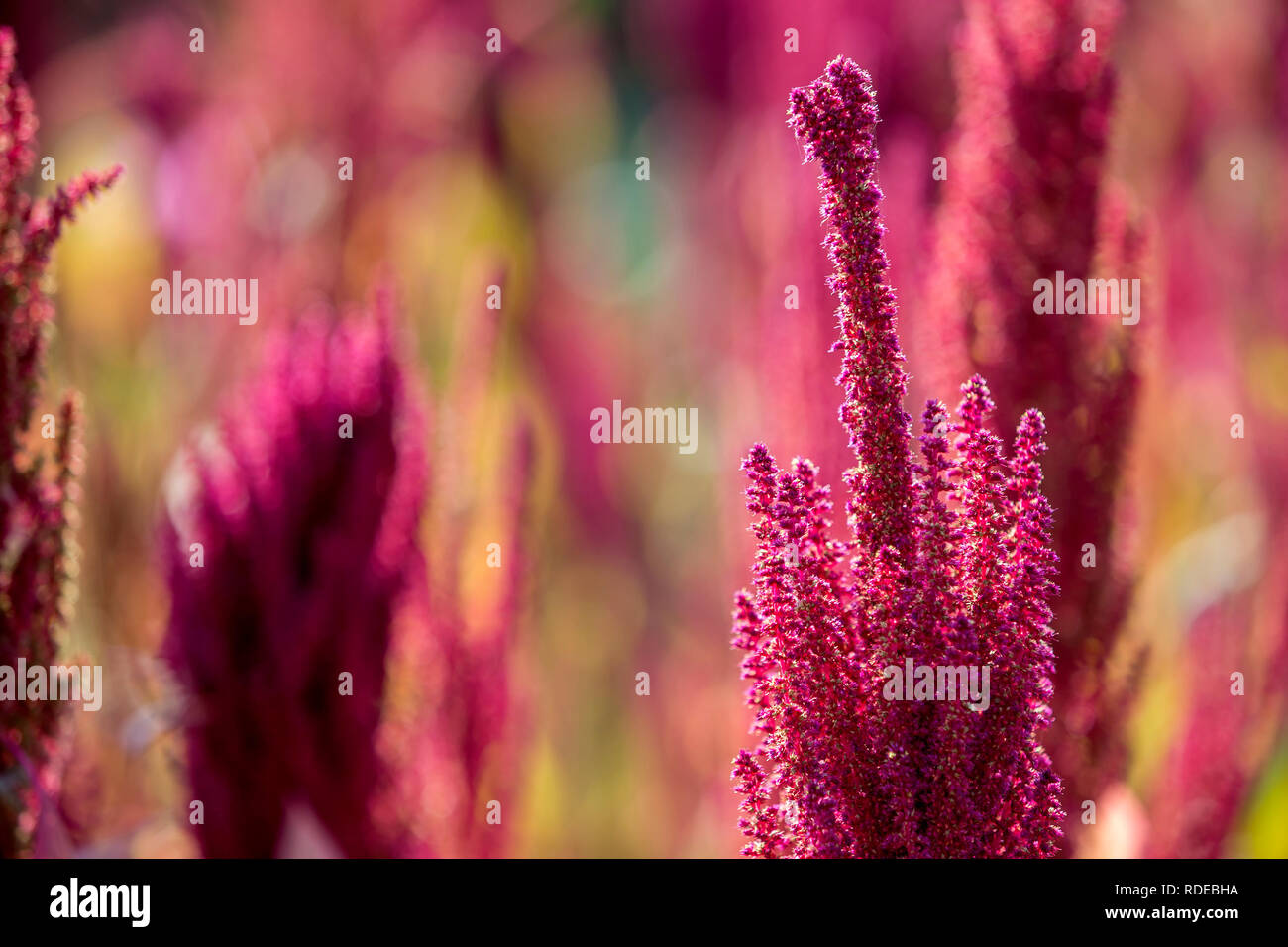 Isolated Indian red and green amaranth plant lit by sun on blurred blooming field and bright green bokeh background. Leaf vegetable, cereal and orname Stock Photo