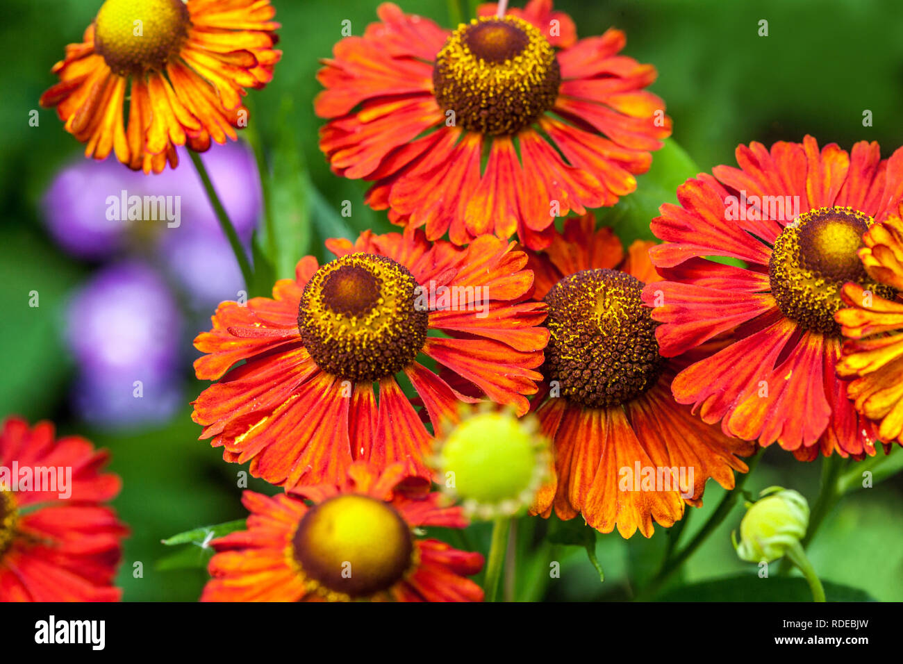 Helenium Border High Resolution Stock Photography and Images - Alamy