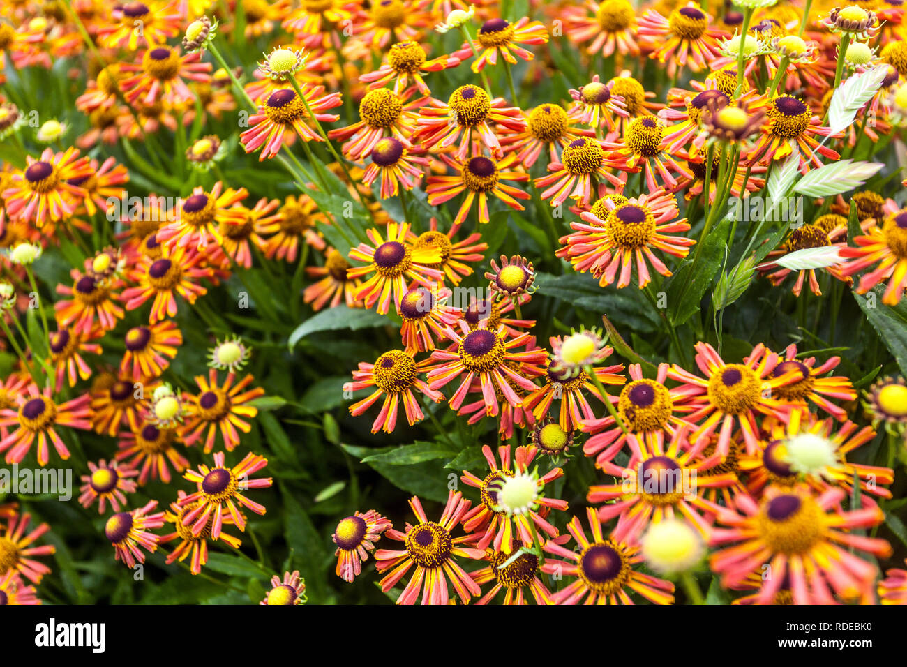 Perennial garden flower border plant Helenium Orange Sneezeweed Helen's Flower Stock Photo
