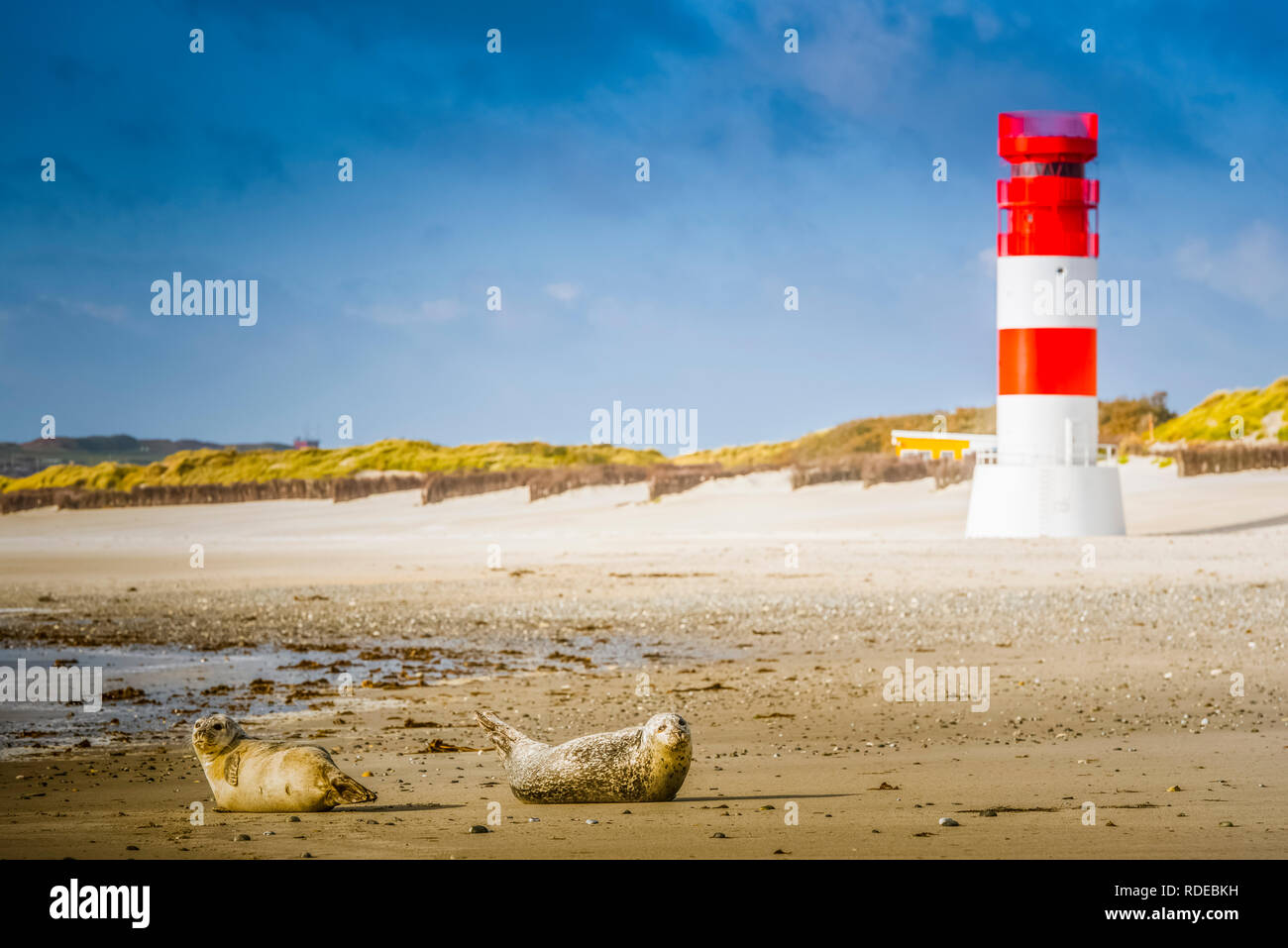 Deutschland, Pinneberg, Insel, Nordsee, Helgoland, Dühne, Strand, Kegelrobbe, Leuchtturm Stock Photo