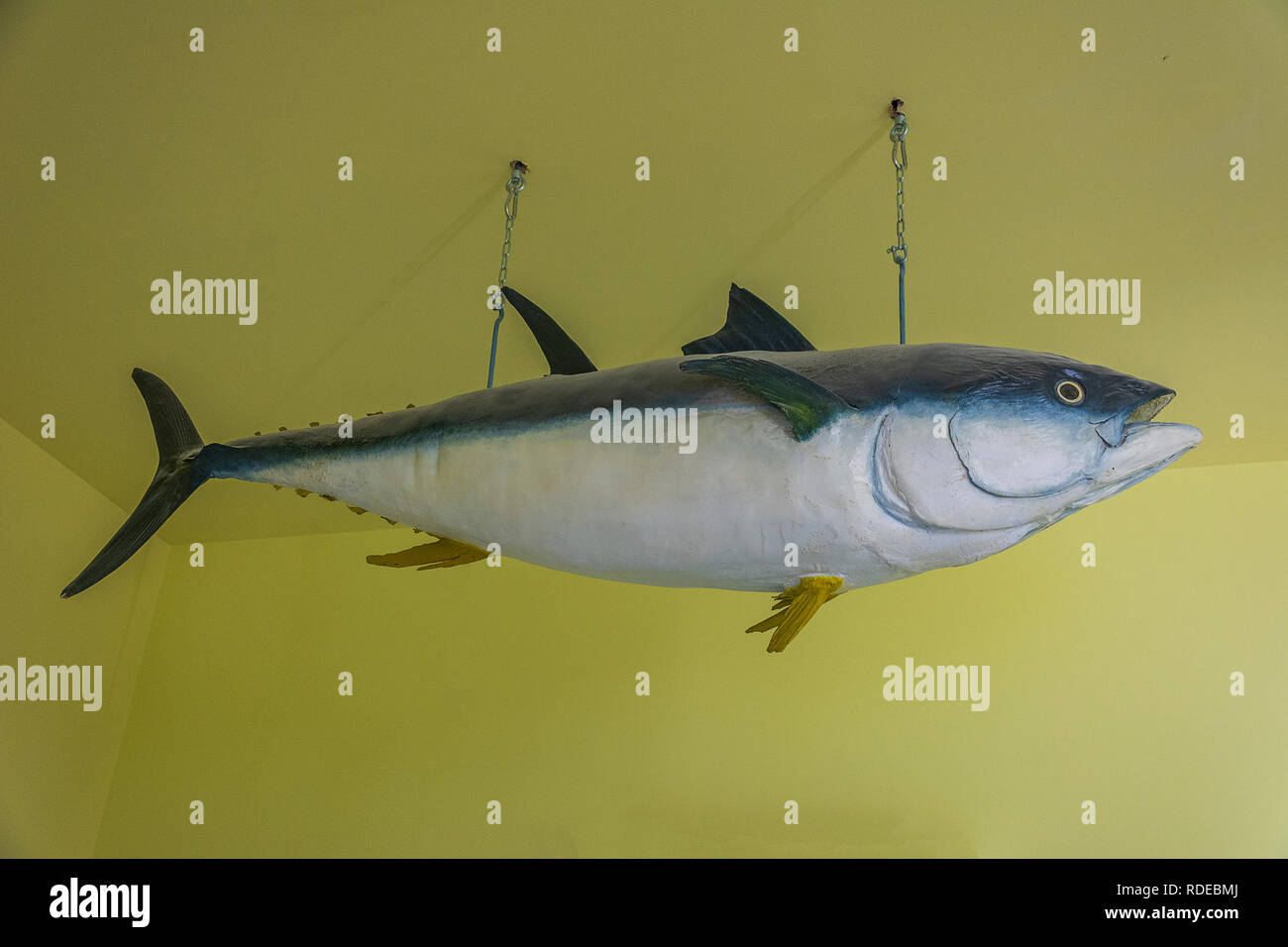 Tuna fish in museum Stock Photo Alamy