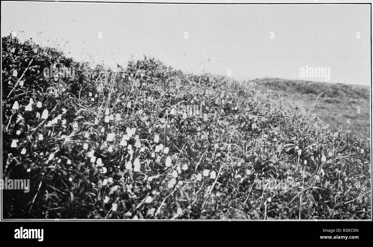 . Report of the Canadian Arctic Expedition 1913-18. Scientific expeditions. Herschel Island Vegetation 67 c PLATE V. Fig. 1. Bluff, Herschel island, with Polygonum Bistorta L., Artemisia comata Rydb., etc., in bloom. (Photo by F. Johansen) July 29, 1916. ^^ Iff Fig 2 Sheltered slope, Herschel island, with Lupinus nootkafensis Don var. KjMmami Ostf., Mvosotissilvalica Hoffm., CastilUja pallida (L.) Kunth., Dryas integrifolia M, Vahl, Arli misia, etc July 29, 191b. (Photo by F. Johansen). Please note that these images are extracted from scanned page images that may have been digitally enhanced f Stock Photo