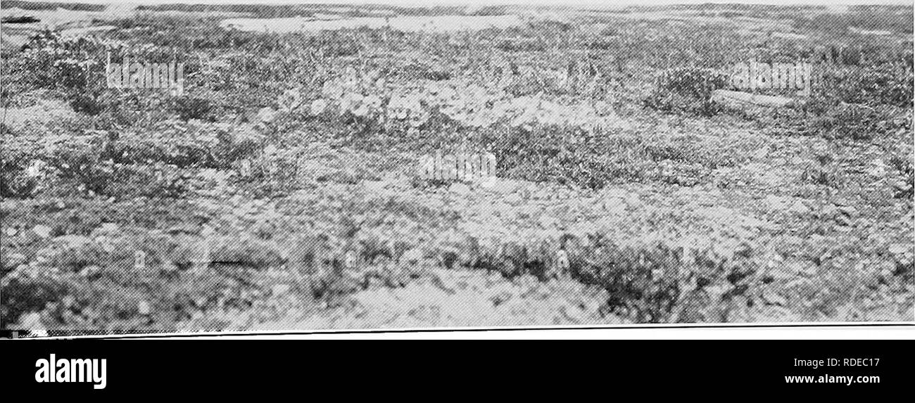 . Report of the Canadian Arctic Expedition 1913-18. Scientific expeditions. Fig. 1. Sand-dunes, Konganevik, Camden bay, Alaska, with ^Zymus moiixsTrin. July 4, 1914, (Photo by F. Johansen). FiV 2 Coastal flats CoUinson point, Alaska. Polemonium borede Adams, Saxifraga decipiens Ehrh. var. â groenlandica (L.) Lge., Papaver nuiicauU L., Artemisia, etc. July 17, 1914. (Photo by F. Johansen). Please note that these images are extracted from scanned page images that may have been digitally enhanced for readability - coloration and appearance of these illustrations may not perfectly resemble the ori Stock Photo