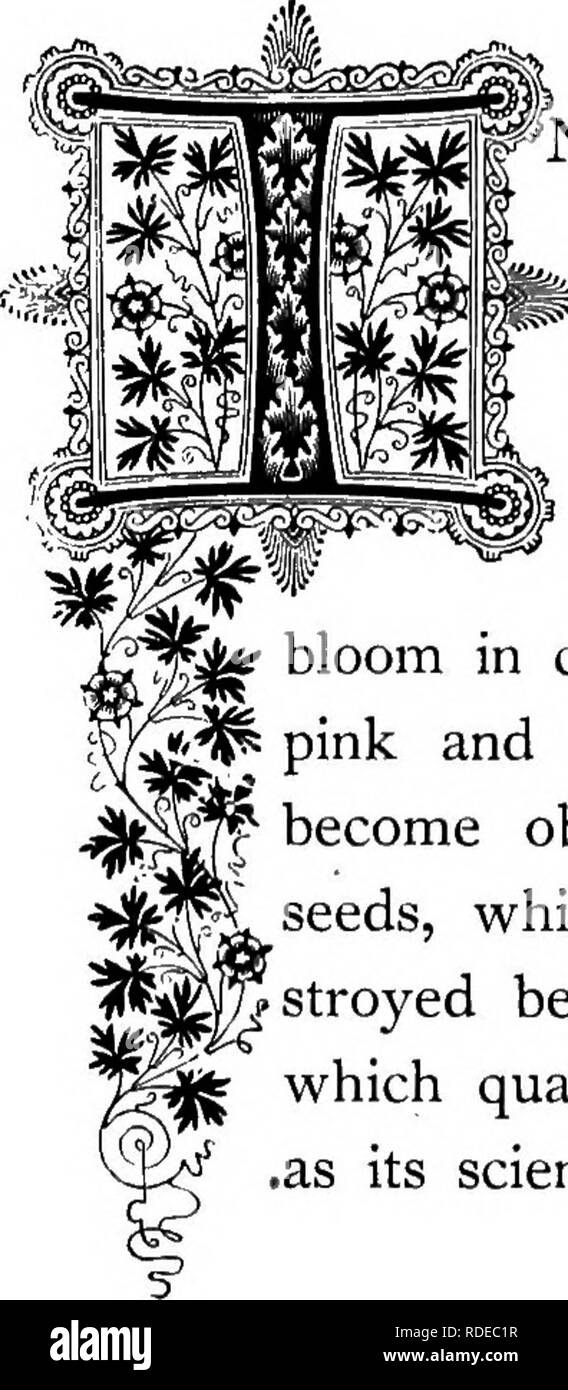 Naturalized plant Black and White Stock Photos & Images Alamy