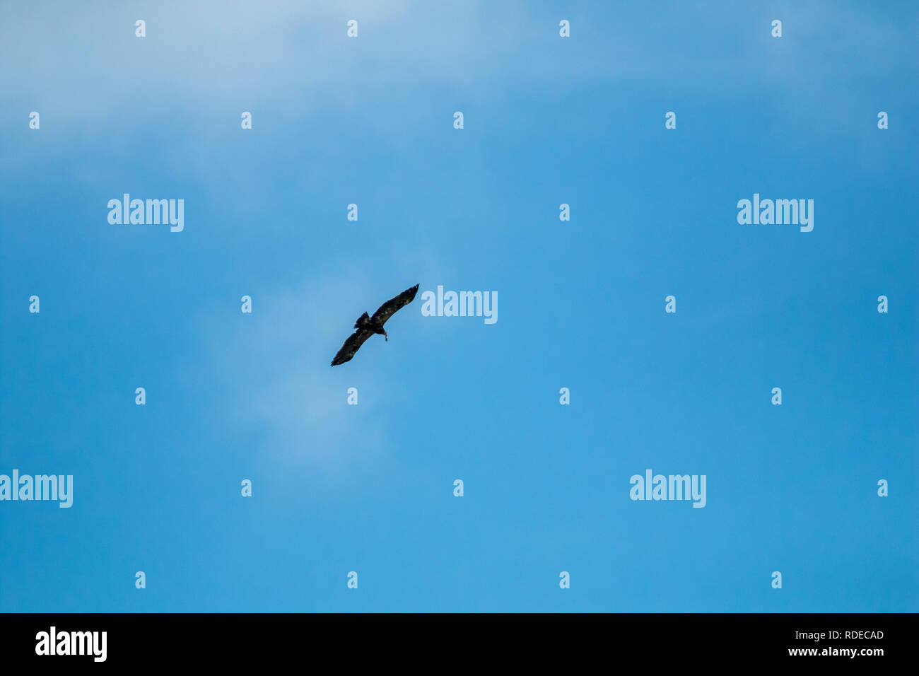 Hawk with prey. Hawk flying in the blue sky. Hawk hunted the mouse