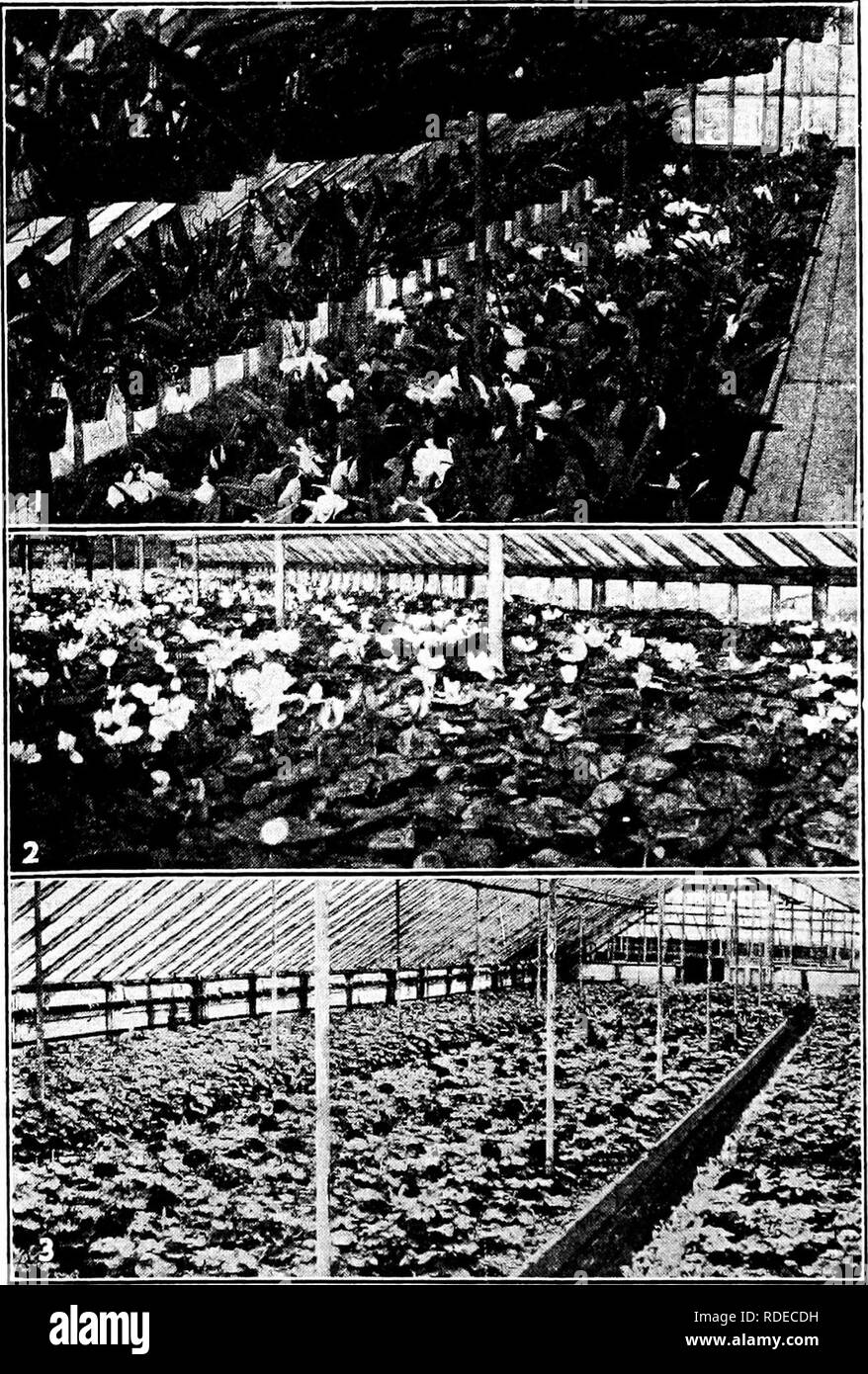 Plant Propagation Greenhouse And Nursery Practice Plant