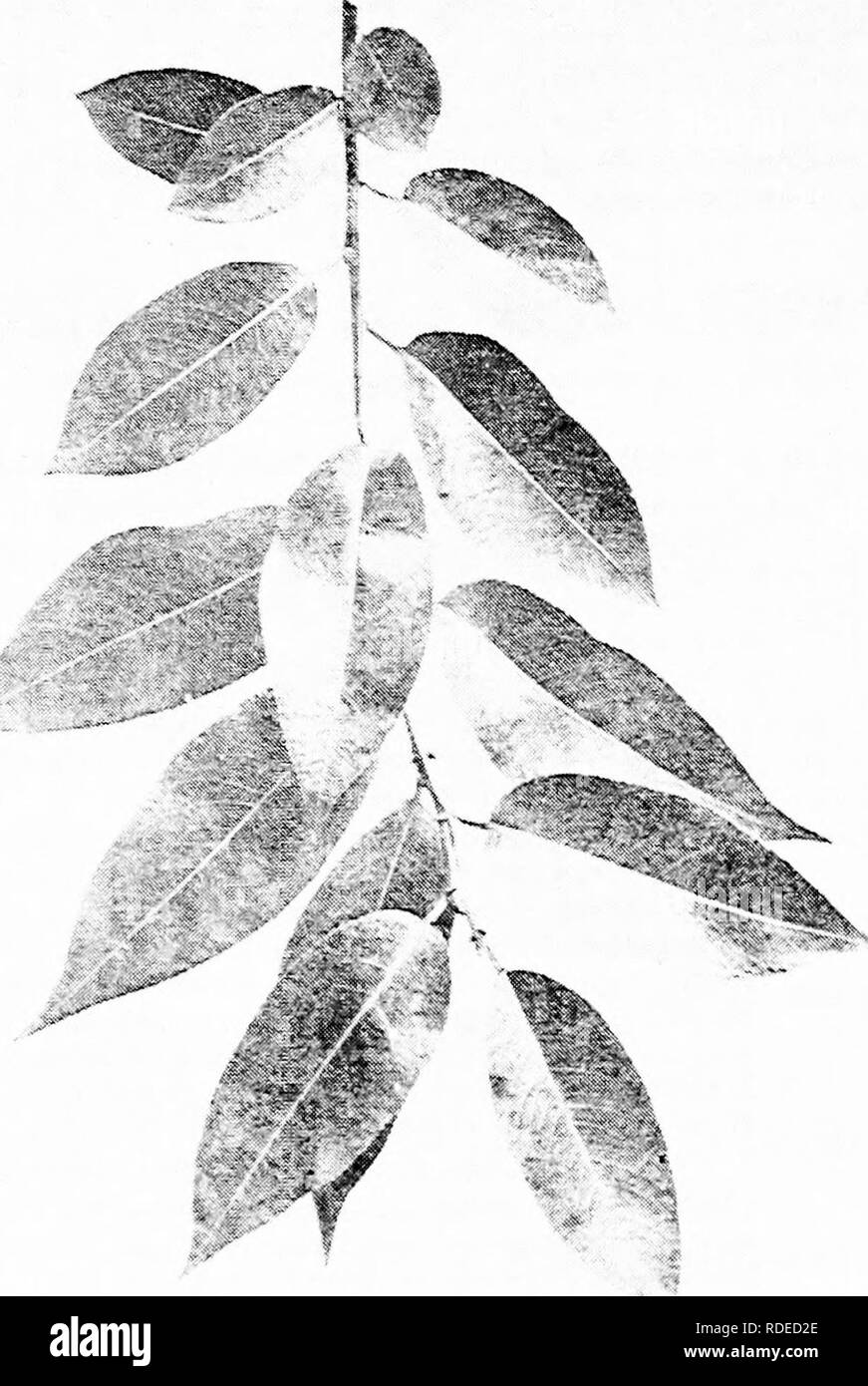 . Our native trees and how to identify them : a popular study of their habits and their peculiarities . Trees. SHINING WILLOW. Shining Willow, Salix lucida. Leaves 3' to 3' long.. Please note that these images are extracted from scanned page images that may have been digitally enhanced for readability - coloration and appearance of these illustrations may not perfectly resemble the original work.. Keeler, Harriet L. (Harriet Louise), 1846-1921. New York : C. Scribner's Sons Stock Photo