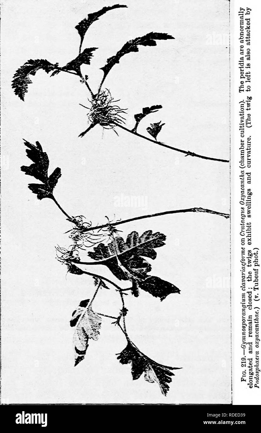 . Diseases of plants induced by cryptogamic parasites : introduction to the study of pathogenic Fungi, slime-Fungi, bacteria, &amp; Algae . Plant diseases; Parasitic plants; Fungi. 386 UREDINEAE. The aeeidia are developed about the beginning of June, and on Crataegus their peridia in dehiscing split up into very- narrow lobes so as to form a bristly tuft over the mouth of. each aecidium. On cultivating infected plants of Crataegus indoors, I found the peridia to develop quite abnormally; they. Please note that these images are extracted from scanned page images that may have been digitally enh Stock Photo