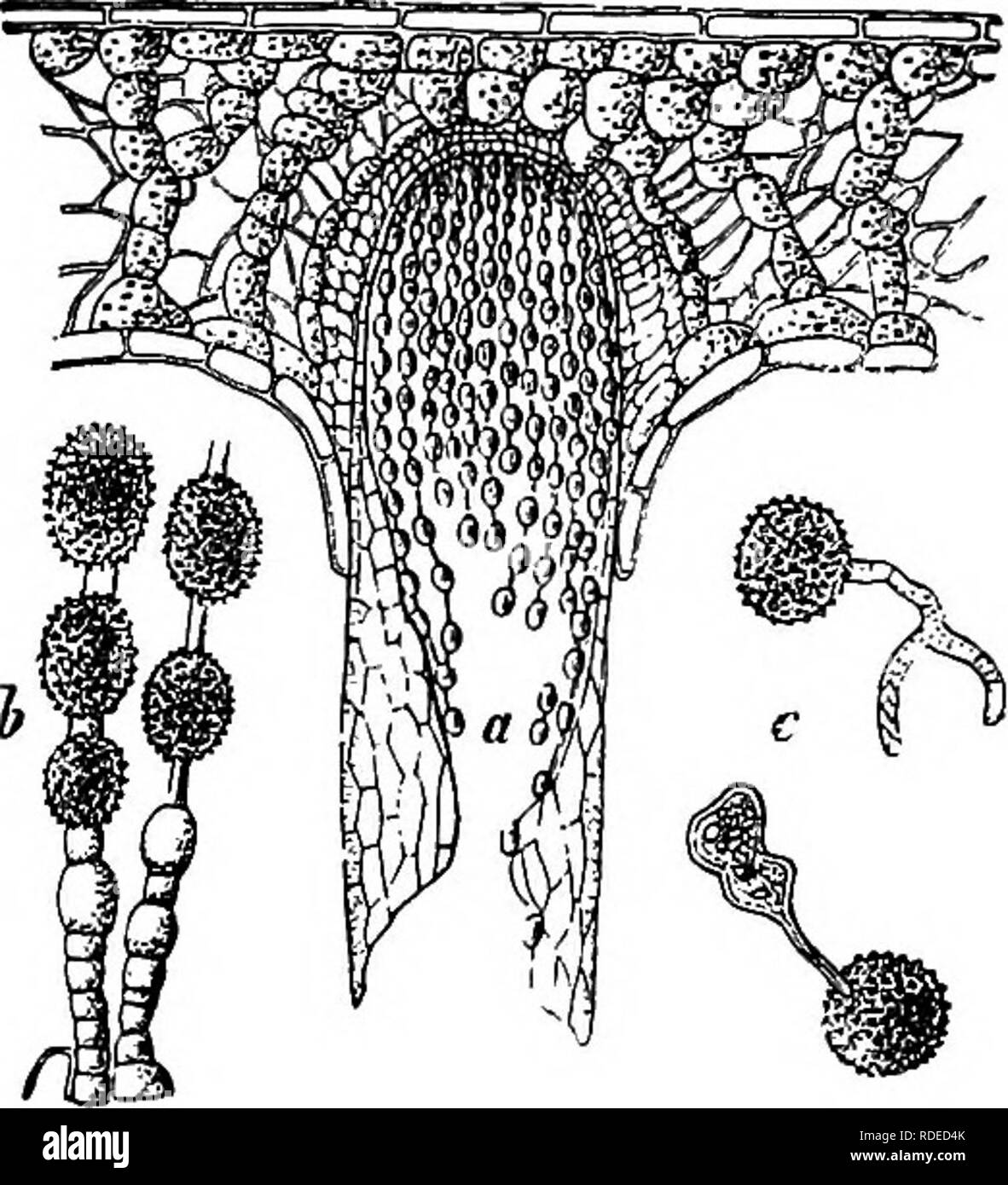 . Diseases of plants induced by cryptogamic parasites : introduction to the study of pathogenic Fungi, slime-Fungi, bacteria, &amp; Algae . Plant diseases; Parasitic plants; Fungi. Fig. 205.—Calypiospora Goeppertiana. Aecidia on the under surface of needles of Silver Fir. (v. Tubeuf del.). Fig. 206.—Aeoidium in a needle of Silver Fir (much enlarged). 6, Series of aecidiospores and intermediate cell^. c, Germinating aecidiospores. (After B. Hartig.) This aecidium is also found on Aiies cephalonica in Upper Bavaria. Barclayella deformans Diet.^ This has been found in the Himalaya region on needl Stock Photo