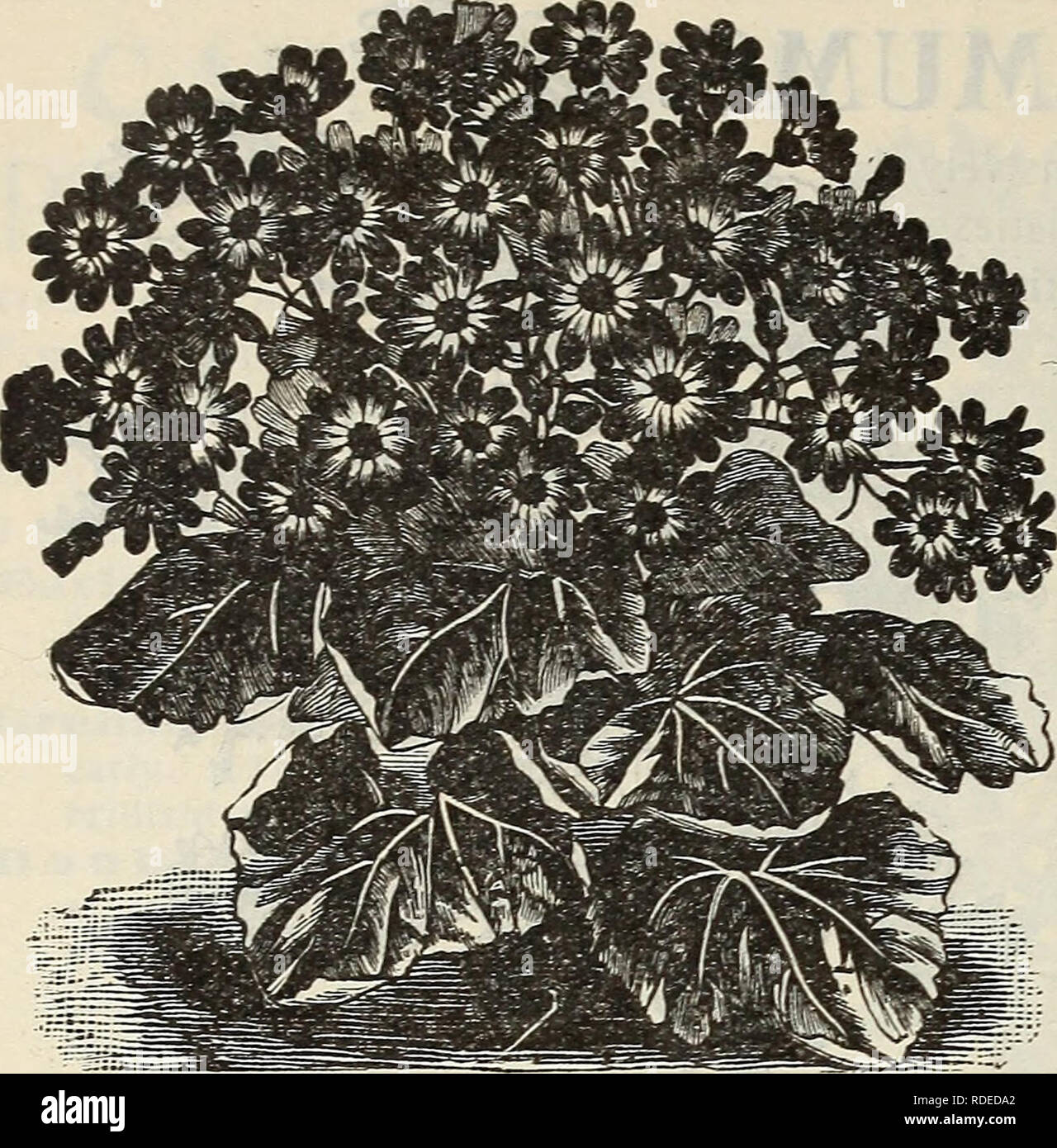 . E. H. Hunt : seedsman. Nurseries (Horticulture) Illinois Chicago Catalogs; Bulbs (Plants) Catalogs; Flowers Catalogs; Vegetables Seeds Catalogs; Plants, Ornamental Catalogs. 52 E. H. HUNT, SEEDSMAN, CHICAGO, ILLINOIS.. CINERARIA. CLIANTHUS DAMFIERI- OR, &quot;AUSTRALIAN GLORY PEA.&quot; One of the most beautiful plants grown either for the greenhouse or border: the flowers are of scarlet blotched with black, and are borne in clusters; in habit a shrubby trailer; an annual and cannot be transplanted. 10c. COCCINEA INDICA. A pretty climber with bright luxuriant, ivy-like foliage; flowers are s Stock Photo