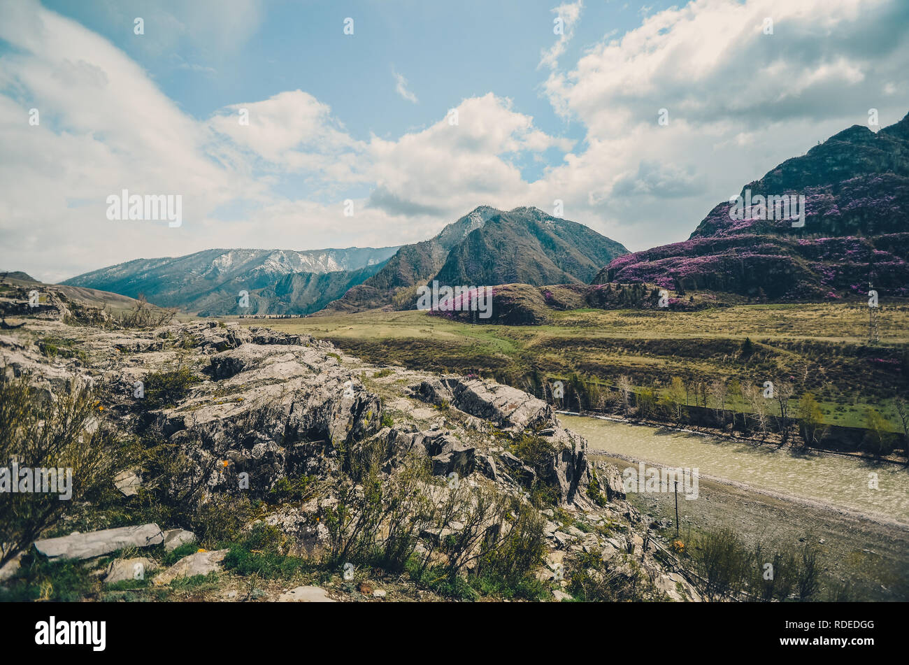 Mountain landscapes of the Chui tract, Altai. Valley Chuya. Spring bloom in the mountains Stock Photo