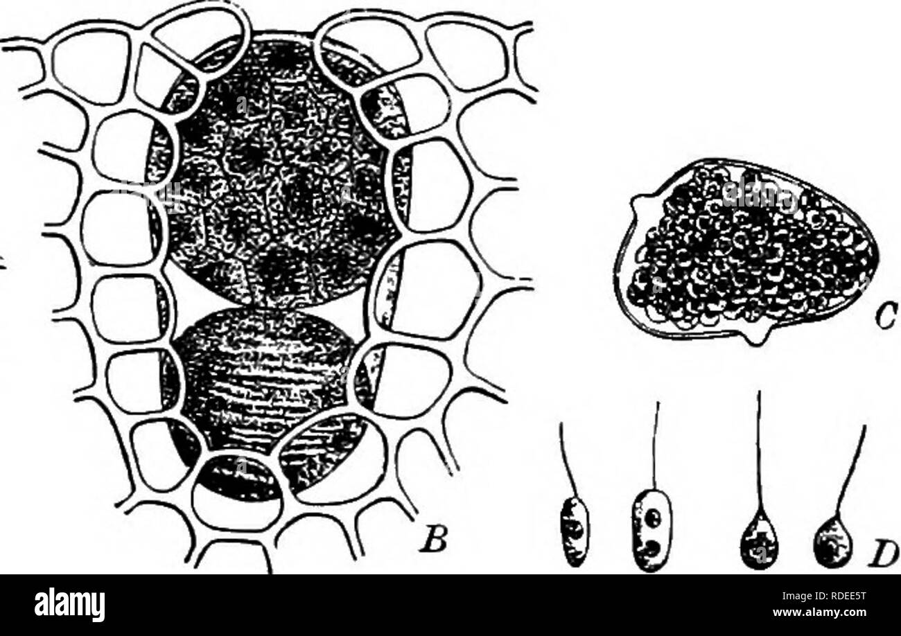 . Diseases of plants induced by cryptogamic parasites : introduction to the study of pathogenic Fungi, slime-Fungi, bacteria, &amp; Algae . Plant diseases; Parasitic plants; Fungi. 110 PHYCOMYCETES. and the formation of zoosporangia take place in the cells of the living host-plant. In addition, spores are formed which have a resting period. {B) Only one kind of spore is formed; it has a resting period, and only proceeds to produce sori of zoosporangia after decay of the host-plant. (a) Ghrysochytrmm: protoplasm contains a yellow oil. (b) Leucochytrium: protoplasm colourless. Each of these divi Stock Photo