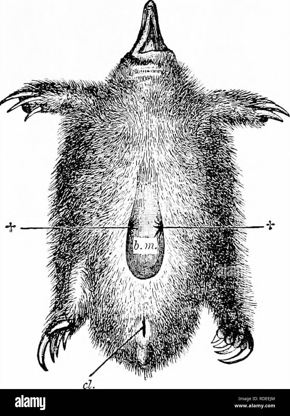. The mammary apparatus of the mammalia : in the light of ontogenesis and phylogenesis . Mammals; Mammary glands. INCUBATORIUM OF ECHIDNA 5 of the abdomen from that of Echidna, In the case of Echidna, the cutaneous muscle, which covers nearly the whole surface of. Fig. 1.—Echidna: Ventral View of a Brooding Female, showing the so-called Incubatorium SOMEWHAT ENLARGED. (HaAGKE.) -r-!- The two tufts of hair in the lateral folds of the mammary pouch (6.771.), from which the secretion flows ; cl., cloaca. the trunk, leaves free an oval area of the abdominal wall, situated between the two mammary g Stock Photo
