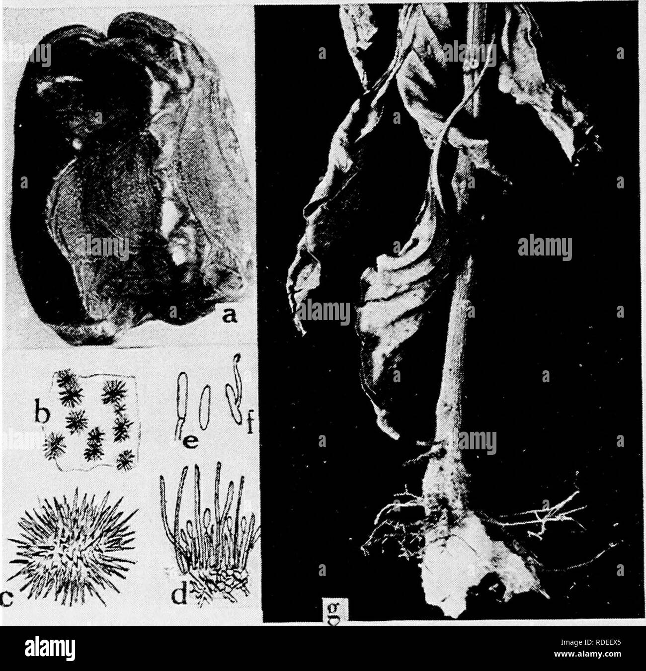 . Diseases of truck crops and their control . Vegetables. Fig. 57. Diseases of the Pepper. a. Anthracnose on fruit, h. anthracnose spot showing acervuU, c. acervulus greatly magnified, d. section through acervulus of Glomerella piperata, showing sets, conidiophores, and conidia, e. conidia, /. germinating conidium, g. Southern blight.. Please note that these images are extracted from scanned page images that may have been digitally enhanced for readability - coloration and appearance of these illustrations may not perfectly resemble the original work.. Taubenhaus, Jacob Joseph, 1884-1937. New  Stock Photo