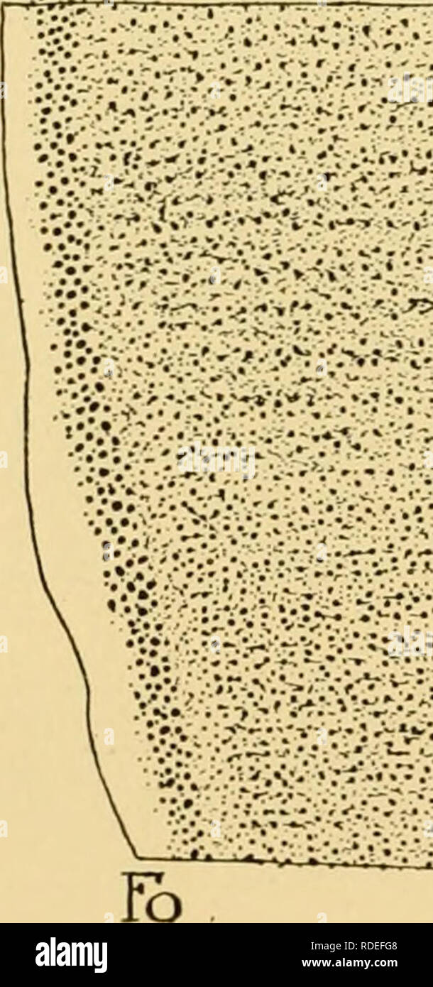 . The effects of inanition and malnutrition upon growth and structure. Starvation; Nutrition. tot Mi I Fig. 109.—Portion of a section of the suprarenal gland in a normal adult albino rat (F. 3.1). Formalin fixation; frozen section stained with Herxheimer's scarlet red. Liposomes are most abundant in the outer cortical zone and the outer half of the middle zone. F, fibrous capsule; with large fat droplets in the tissue outside; 0, outer zone (glomerulosa); T, transition band, relatively lipoid-free; Mo, outer part of the middle zone (fasciculata); Mi, inner part of the middle zone; I, inner zon Stock Photo