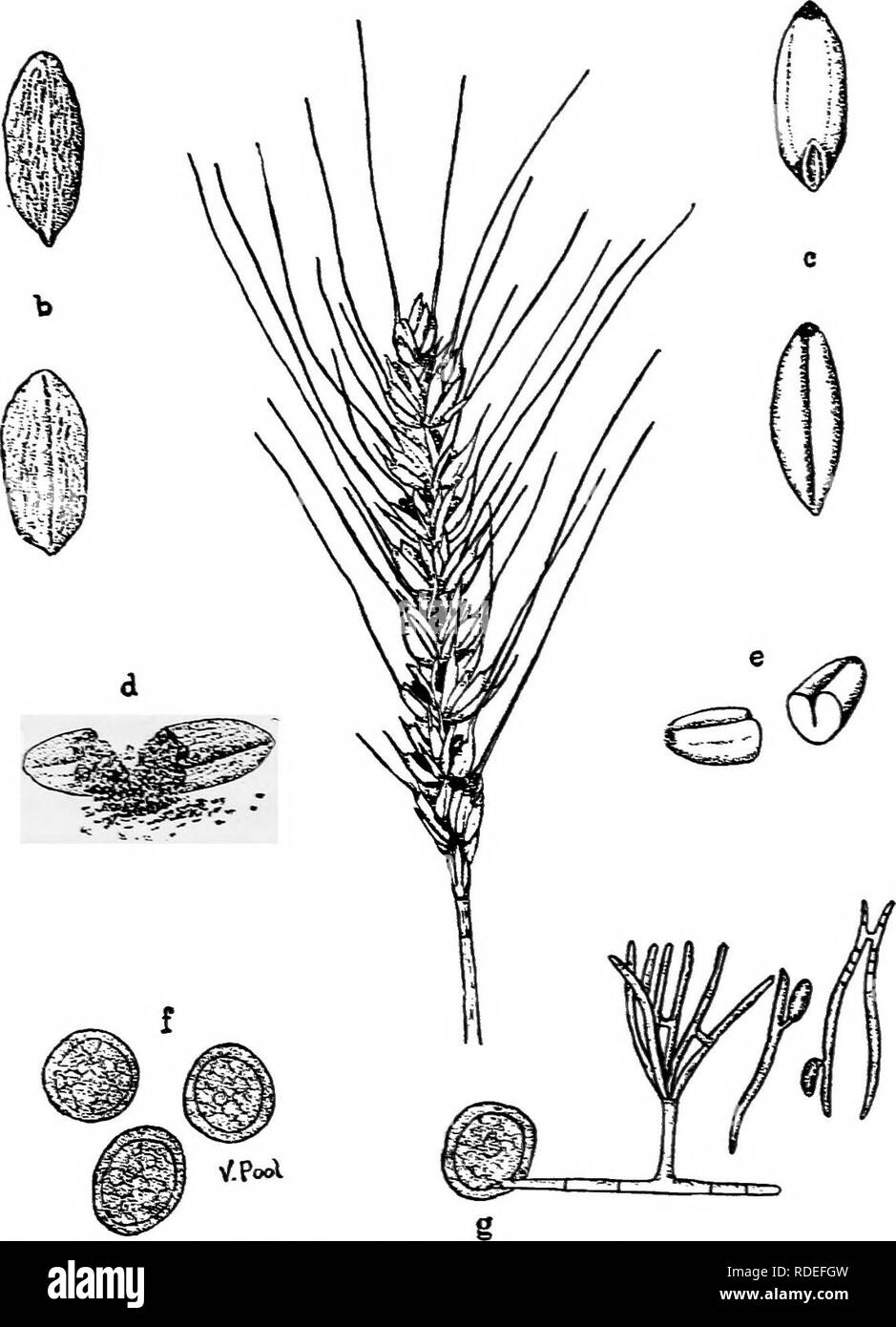 . A text-book of mycology and plant pathology . Plant diseases; Fungi in agriculture; Plant diseases; Fungi. BASIDL-BEARING FUNGI (SMUTS) 183. Fig. 63,—Bunt or stinking smut of wheat {TMetia Iritici). a. Whole head af- fected with smut; b, smutted grains; c, normal grains; d, smutted grain broken to show spores; e. normal grain divided in the middle; /, chlamydospores enlarged; g. germination of a spore^ (Drawings by Pool, Venus A., from Bull. 135, Sci. Ser. 141, Univ. of Tex., Nan. 15, 1909.). Please note that these images are extracted from scanned page images that may have been digitally e Stock Photo
