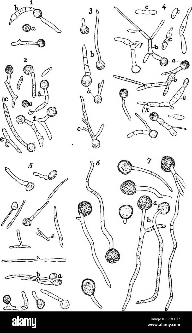 . A text-book of mycology and plant pathology . Plant diseases; Fungi in agriculture; Plant diseases; Fungi. i8o MYCOLOGY. Fig. 62.—Germination of smut spores.' a, Chlamydospores; b, basidium; S, basidiospores; d, infection threads; e, detached pieces of mycelia; /, knee-joints, i. Germination of Ustilago avencB in 1/50 per cent, acetic acid 24 to 48 hours after being placed in liquid. 2. Same as in i but in distilled water. 3. Germination of Ustil- ago levis in Cohn's modified solution at end of 24 hours. 4. Same as 3 but at end of 2 or 3 days. 5. Germination of [/i(t/ago (rt(ict in Cohn's mo Stock Photo
