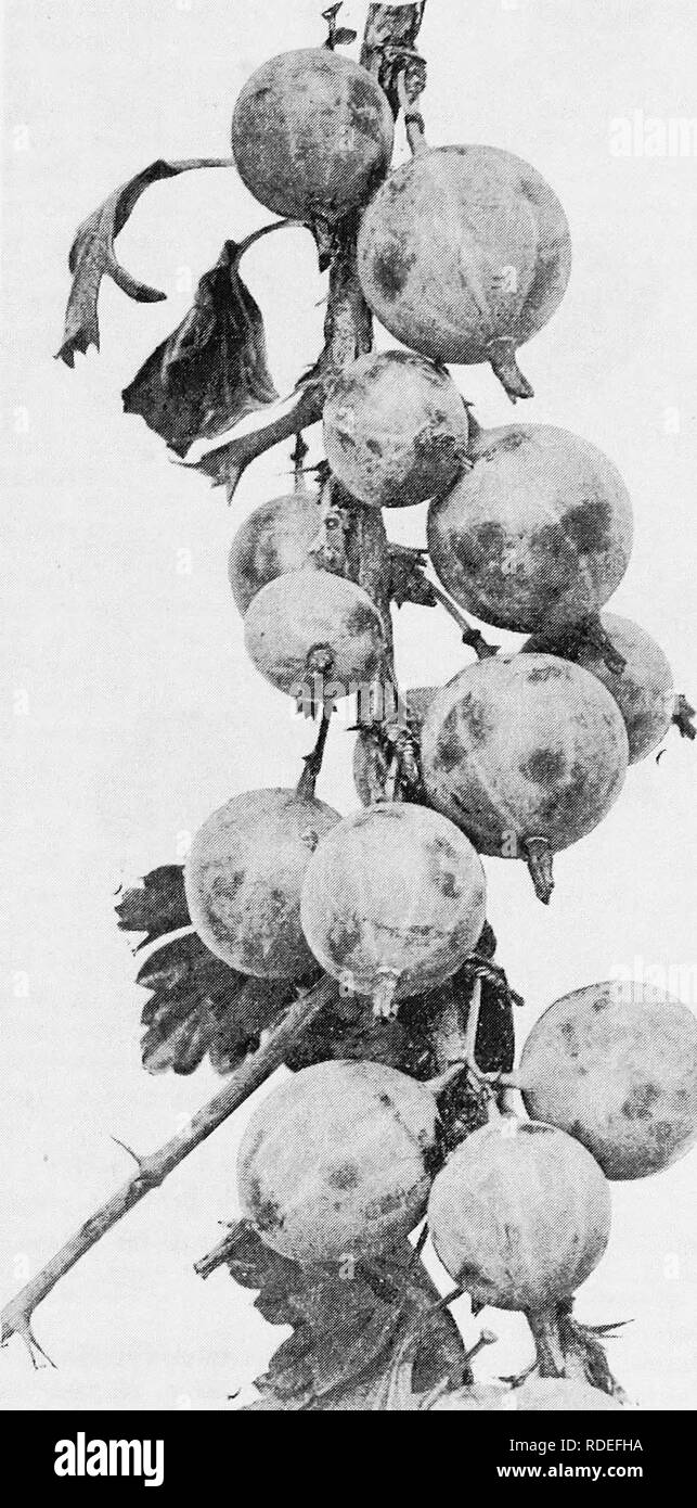 . The fruits of Ontario. Fruit-culture. 1005 FRUITS OF ONTARIO. 237 PEARL. The Pearl gooseberry has been widely planted in the commercial gardens of Can- ;ida and the United States. It is certainly a magnificent cropper, but it is very diiBcult indeed to distinguish the berry from the Downing, except that it averages a trifle larger. Origin: London, Ont- ario, by Mr. Saunders; a cross between Houghton and Red Warrington. Plant : healthy, not subject to mildew; up- right, spreading; first rate in vigor and in produc- tiveness. Fruit ; medium, round, often narrowing â toward apex; skin smooth, t Stock Photo