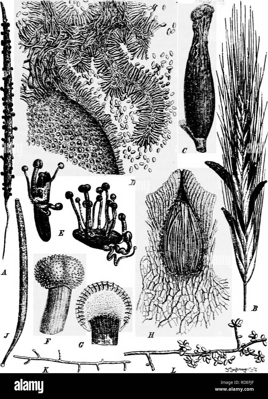 . A text-book of mycology and plant pathology . Plant diseases; Fungi in agriculture; Plant diseases; Fungi. MILDEWS AND RELATED FUNGI l6l. Fig. 57-—.4, Balansia claviceps on car of Paspalum; B—L, Claviceps purpurea; B, sclerotiuin; C, sclerotium with Sphacelia; D, cross-section of sphacelial layer; £, sprouting sclerotiiun; F, head of stroma from sclerotium; G, section of same; H, section of perithecium; J, ascus; /C, germinating ascospore; C, conidiospores pro- duced on myceliiiin. {See Die naturlichen PJianzenfatnili^n I. i, p. 371.). Please note that these images are extracted from scanned Stock Photo