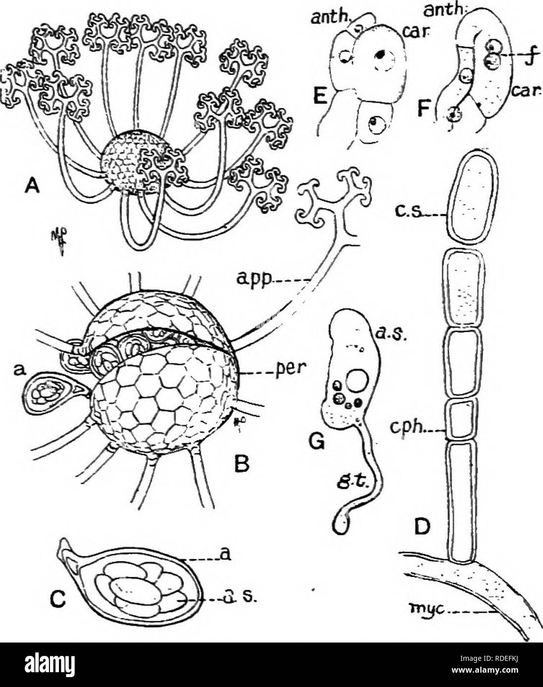 . A text-book of mycology and plant pathology . Plant diseases; Fungi in agriculture; Plant diseases; Fungi. MILDEWS AND RELATED FUNGI 157 spJuera (Fig. 54) dichotomously branched. These appendages prob- ably assist in the distribution of the perithecium, serving to attach the perithecia to plants, if wind-borne, or to the bodies of insects by which they are carried to other plants. The number of asci found in a perithecium and the number and character of the spores in the asci vary generically (see Appendix VIII, pages 721-726). As the fungi of this family are especially suitable for systemat Stock Photo