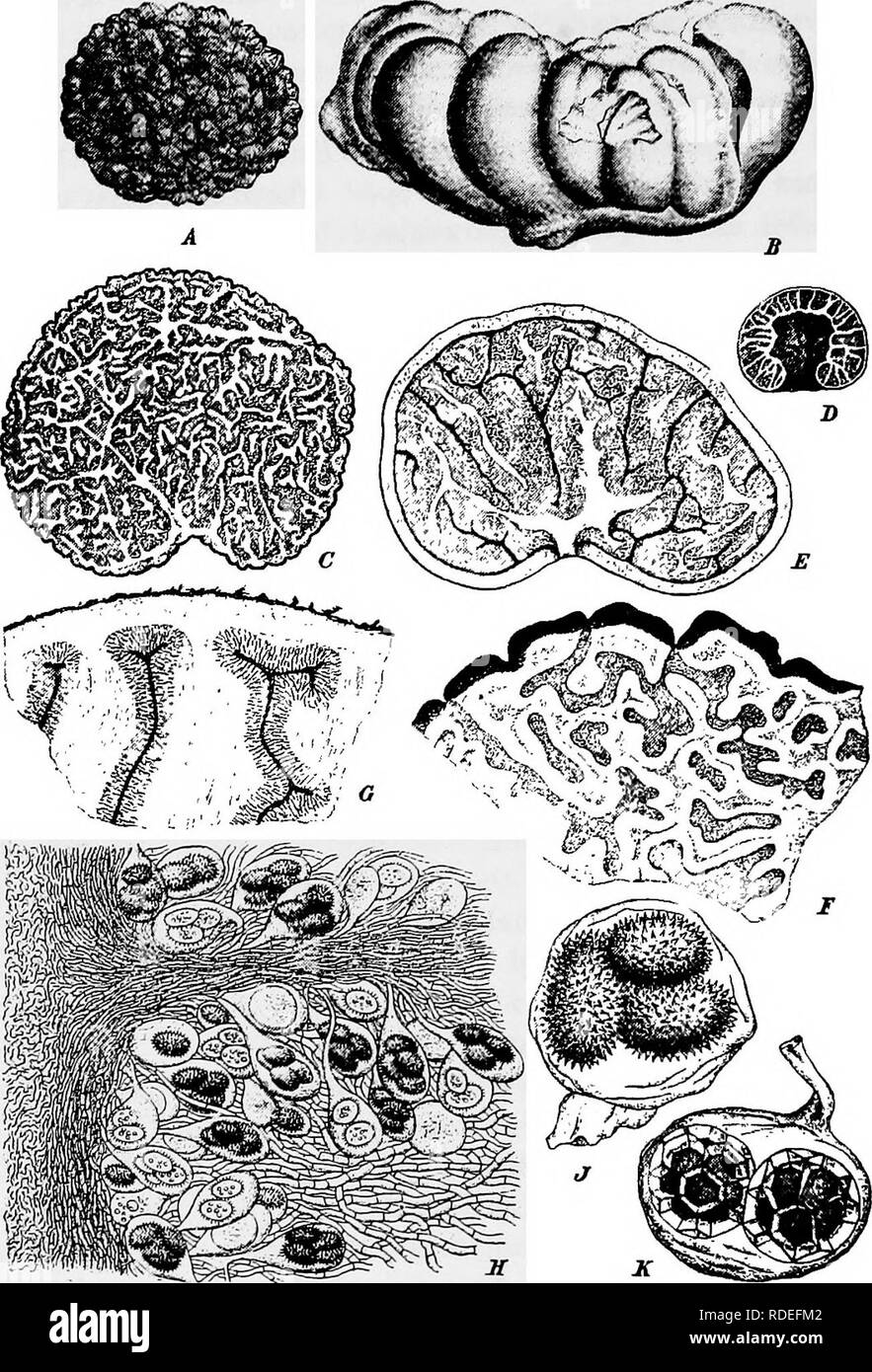 . A text-book of mycology and plant pathology . Plant diseases; Fungi in agriculture; Plant diseases; Fungi. 152 MYCOLOGY. Fig. 52.—A, Tuber cuslhmm fruit-body; B, Tuber magnaium fruit-body; C, Tuber brumalef. melanosporum, section through fruit-body; D, Tuber excavatum, section of fruit-body; E, Tuber astivum f. mesentericum, piece of fruit-body near pcridium en- larged; G, piece of Tuber excavatum enlarged; H, Tuber rufum, fruit-body magnified showing asci and ascospores; J, Tuber brumale, ascia with spores; K, Tuber magnatuni', ascus with spores. {See Die natUrlichcn PJlanzenfamilien I. i,  Stock Photo
