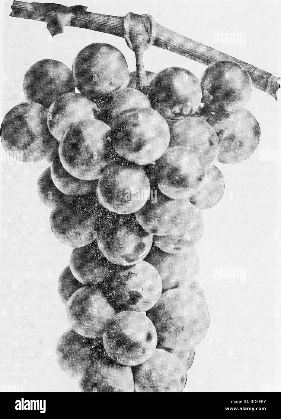 . The fruits of Ontario. Fruit-culture. 1905 [-^RUI'i'S OF ONTARIO. 217 WORDEN. The vines of the AVorden are almost identical in character and appearance with its parent, the Concord. When first introduced it was thought to be superior to that variety for the main crop, but it has proved to be so only in its earliness, ripeninis; a few days in advance. Origin: S. Worden, Minnettoo, N. Y., from Concord seed. Vine: strong, vigorous grower, with coarse stout foliage, dark green above, rusty underneath; very hardy, healthy and very productive. Word EN. Bunch: large, compact, shouldered. Berey : la Stock Photo