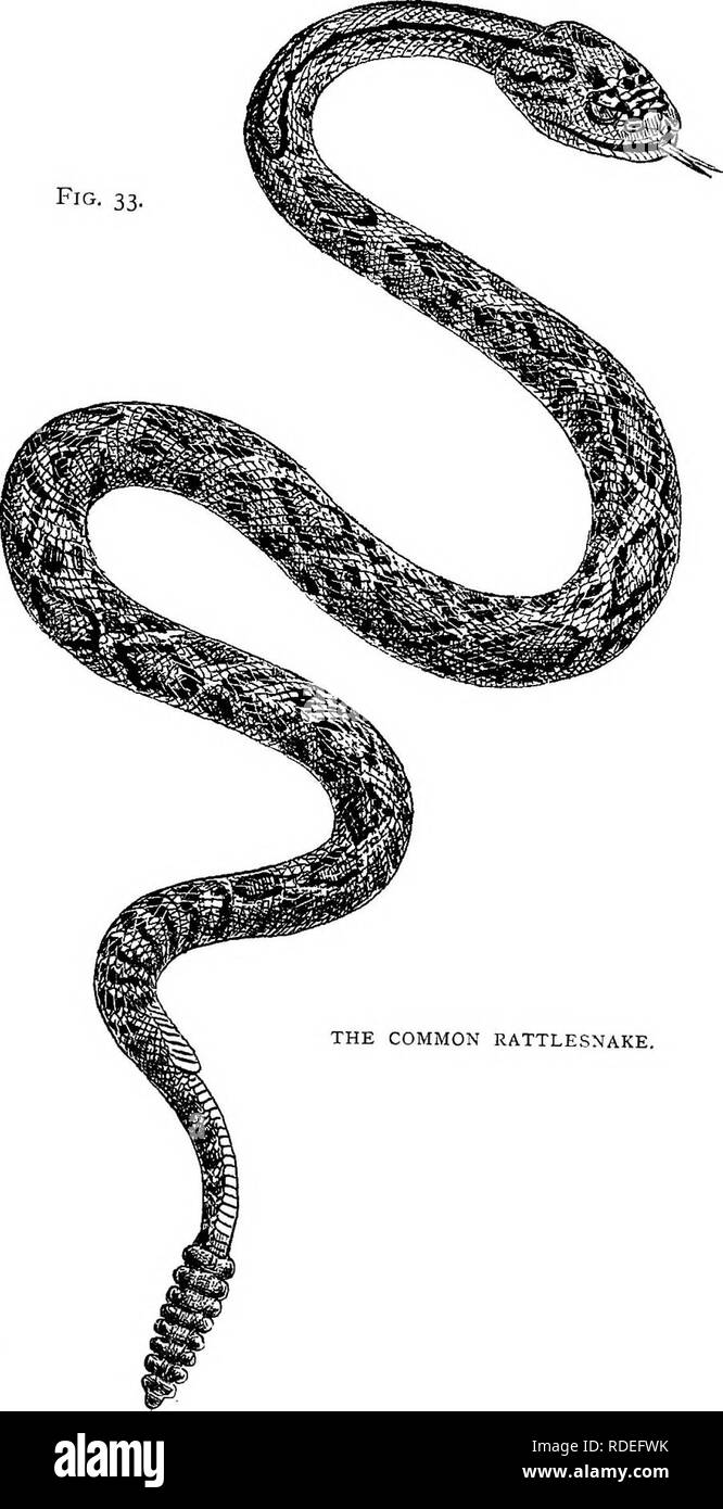 . American types of animal life. Zoology; Animal behavior. Fig. 33 ...