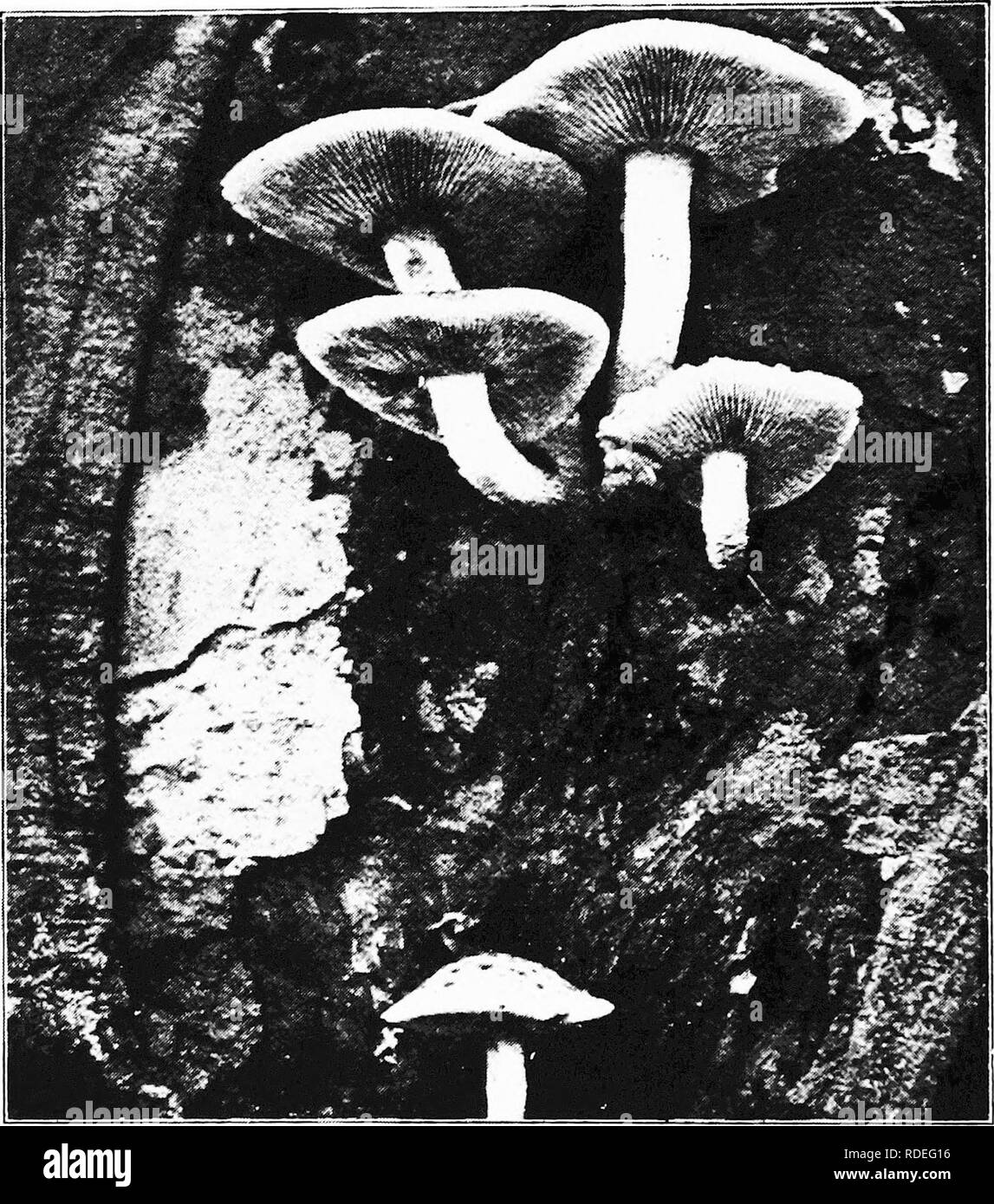 . A text-book of mycology and plant pathology . Plant diseases; Fungi in agriculture; Plant diseases; Fungi. 76 MYCOLOGY bodies growing on slicks and logs where they can dry up without any loss of vitality. They revive after a rainfall and resume the function of discharging spores and the discharged spores are capable of germina-. FiG. 24.—Pholiola adiposa growing from a wound in a living tree (edible). (After Patterson, Floraw and Charles, Vera K., Bull. 175, U. S, Depl. Agric, Apr.'2$, tion. Dadalea (Fig. 202), Polystictus and Stereum are typical genera of the xerophy tic log flora. Buller'  Stock Photo