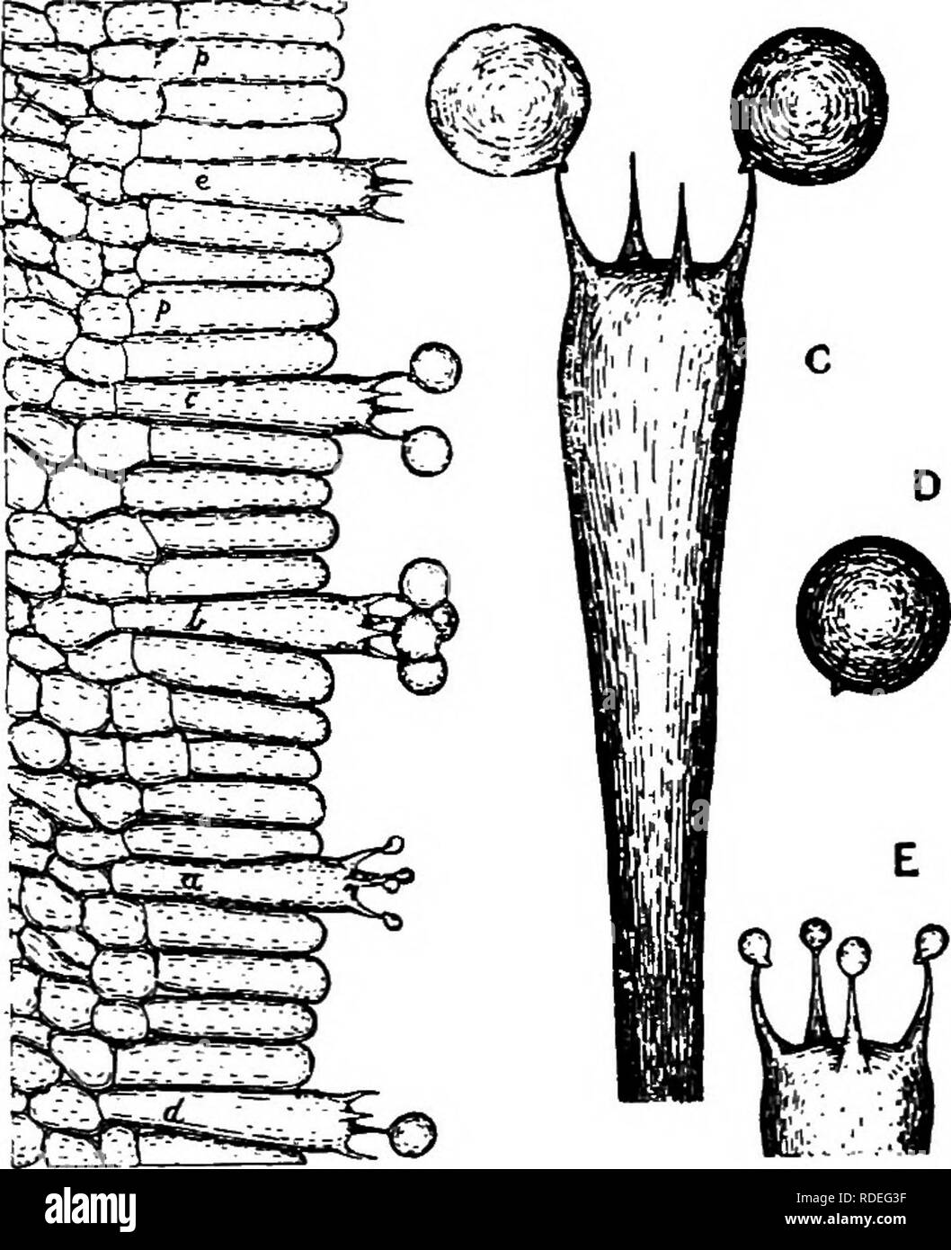 . A text-book of mycology and plant pathology . Plant diseases; Fungi in agriculture; Plant diseases; Fungi. Fig. 19.—Amanitopsis vagineta. Relations of spores to the fruit-body. A, Transverse section through two gills, h, basidia projecting, the arrows show spore parts (sporabola), Magn. 15; B, vertical section of hymenium and subhymenium, c paraphyses, a-c, basidia stages, Magn. 370; C, isolated basidium with two basidios- pores; D, discharged spore; E, basidium, Mayer, mo. (After Buller, 1909:165.)j sporabola (Fig. 19). There are two distinct types of fruit bodies as to spore production and Stock Photo