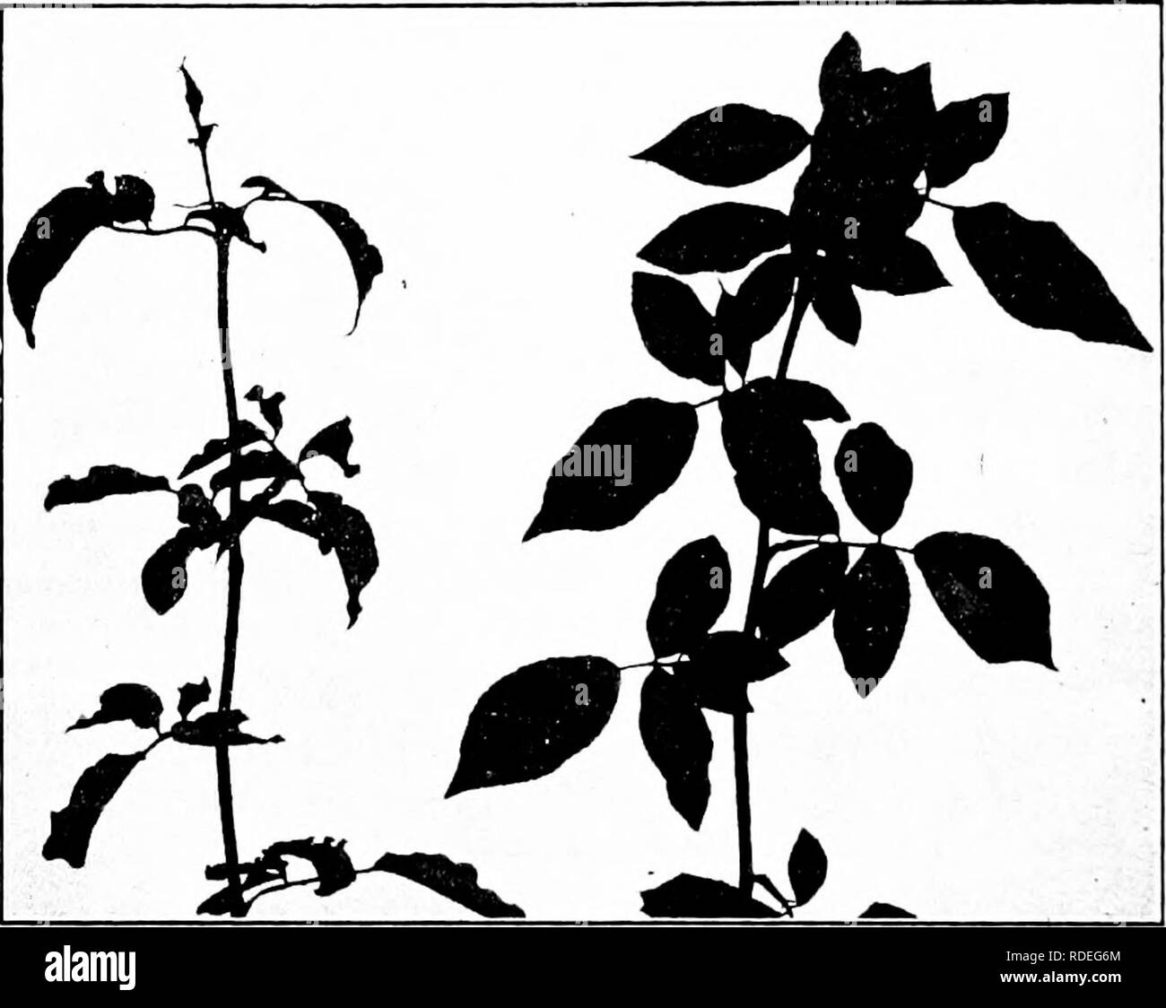 . Diseases of economic plants . Plant diseases. 474 DISEASES OF ECONOMIC PLANTS nearly so. The larger spots are a centimeter or more in diameter, and they frequently coalesce so as to nearly cover whole leaflets. With age the spots turn gray at the centers, at which part the leaf dies. They also become more regular in outline. Fig. 201. — Rose mildew ; diseased and healthy shoots. Original. than in their earlier stages. Portions of the leaflets out- side of the area actually spotted often turn yellow, and the diseased leaflets fall off prematurely. Thus the beds be- neath diseased plants are o Stock Photo