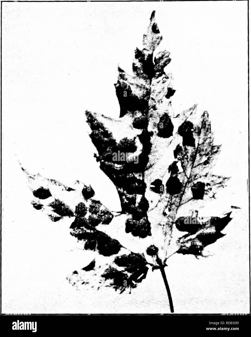 . Diseases of economic plants . Plant diseases. U-2 DISEASES OF ECONOMIC PLANTS MAPLE Leaf spot, phyllostictose {Phyllosticta acericola C. &amp; E.)- — A large proportion of the leaf may become involved, causing premature defoliation which materially lessens the. Fig. 193. — Maple tar spot. After Heald. value of the tree for ornament or shade. The silver maples are especially susceptible, and their sale has thereby been reduced. The leaf spot was first noted in 1874 and is dis- tributed throughout the United States. The blackish, subcircular spots as they enlarge change to brown and later. Ple Stock Photo