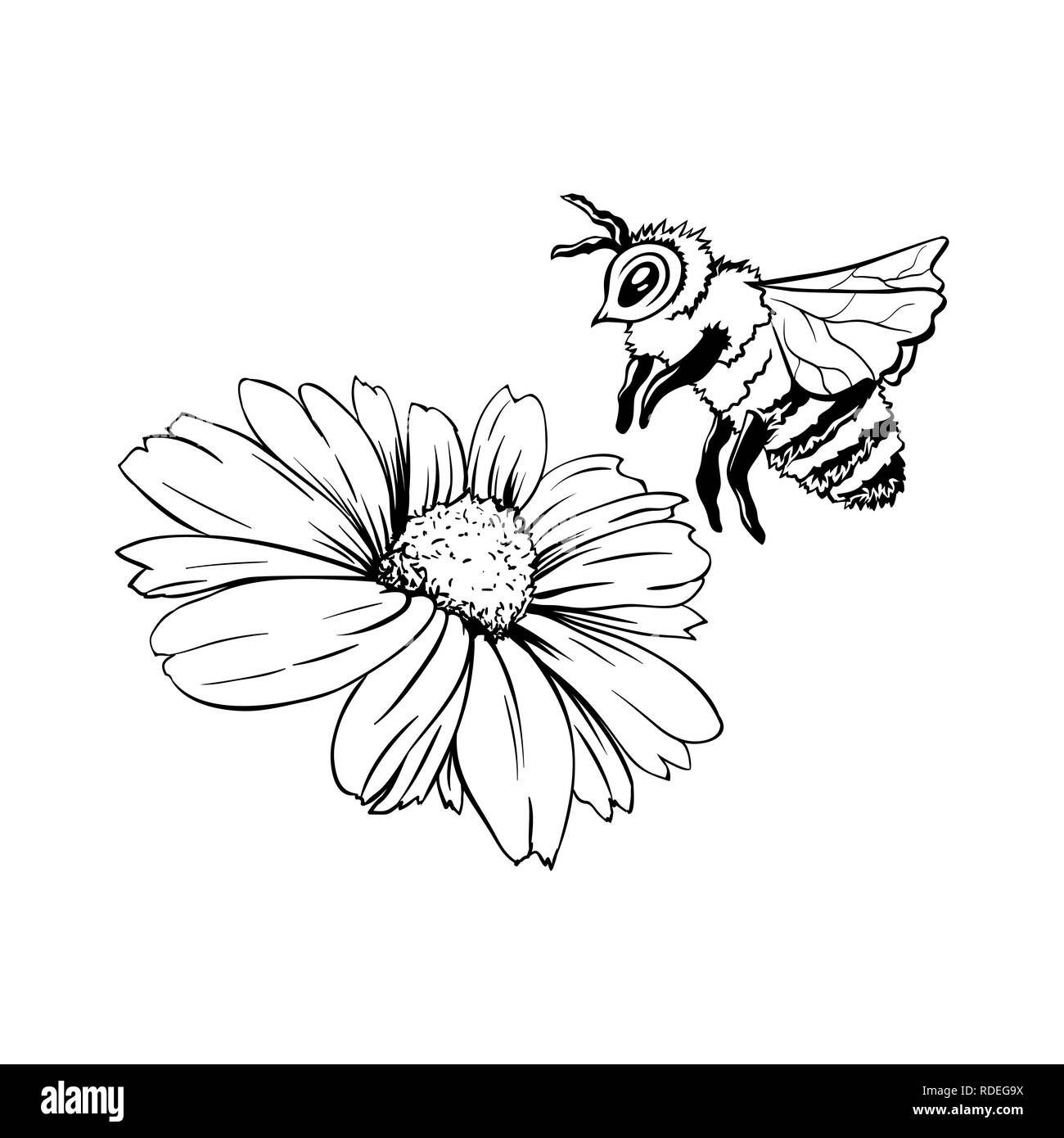 Chamomile Bud and Bee Pollination. Hand drawn ink pen illustration ...