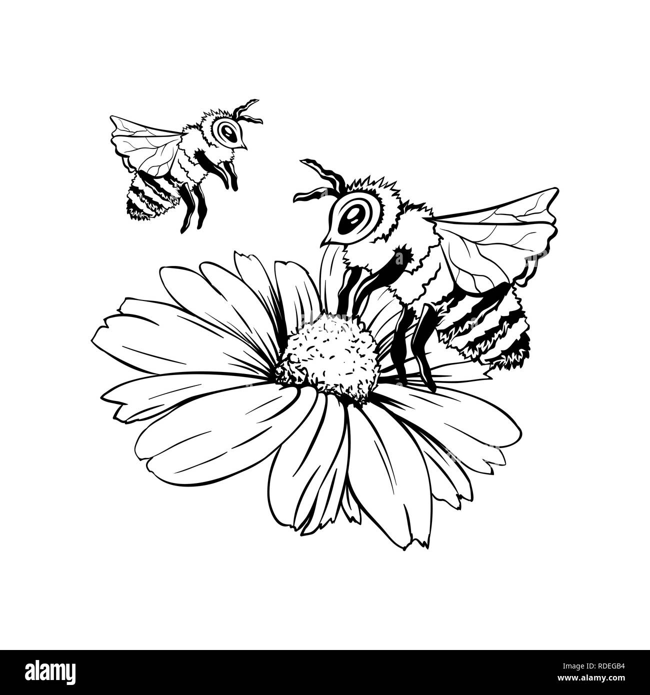 Chamomile Bud and Two Bees or Group of Wasps. Pollination Process. Hand drawn ink pen illustration, flower freehand drawing, isolated sketch Stock Vector