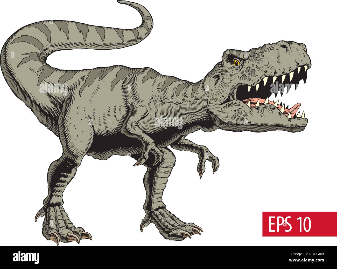Tyrannosaurus rex or t rex dinosaur isolated on white. Vector illustration. Stock Vector