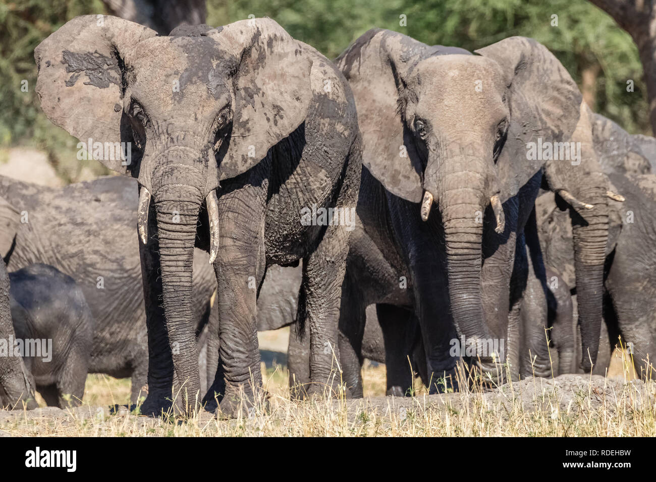 The elephant is the largest land mammal. With its trunk, it can not only smell, but also feel and grasp. Elephants have a distinct social behavior and Stock Photo