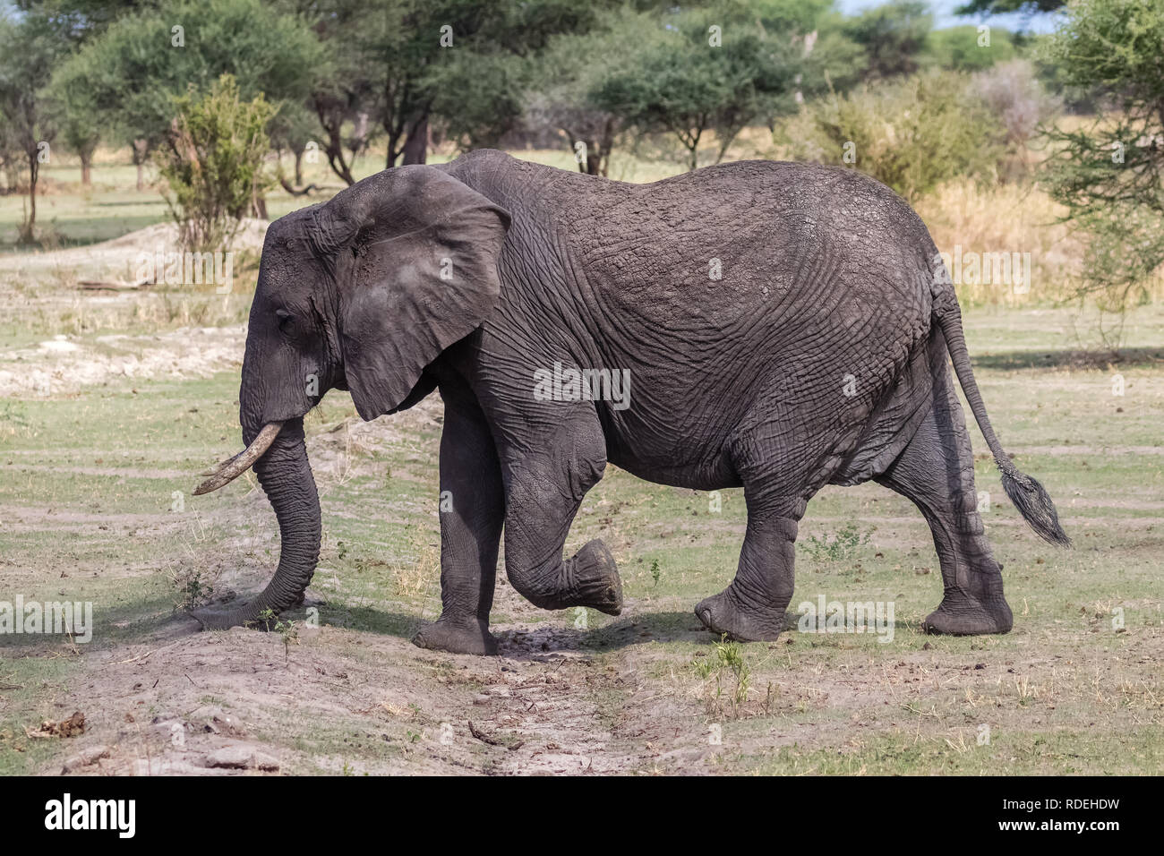 The elephant is the largest land mammal. With its trunk, it can not only smell, but also feel and grasp. Elephants have a distinct social behavior and Stock Photo