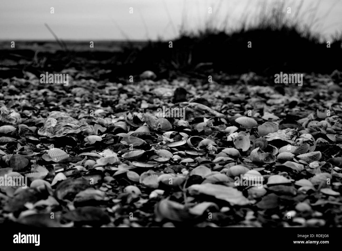 Shell normandy Black and White Stock Photos & Images - Alamy