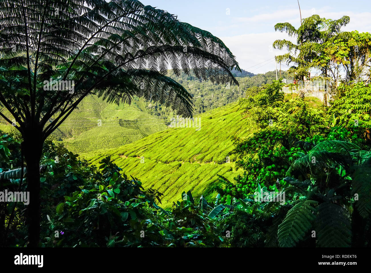 Tea plantation, Cameron Highlands, Malaysia, Southeast Asia, Asia Stock Photo Alamy