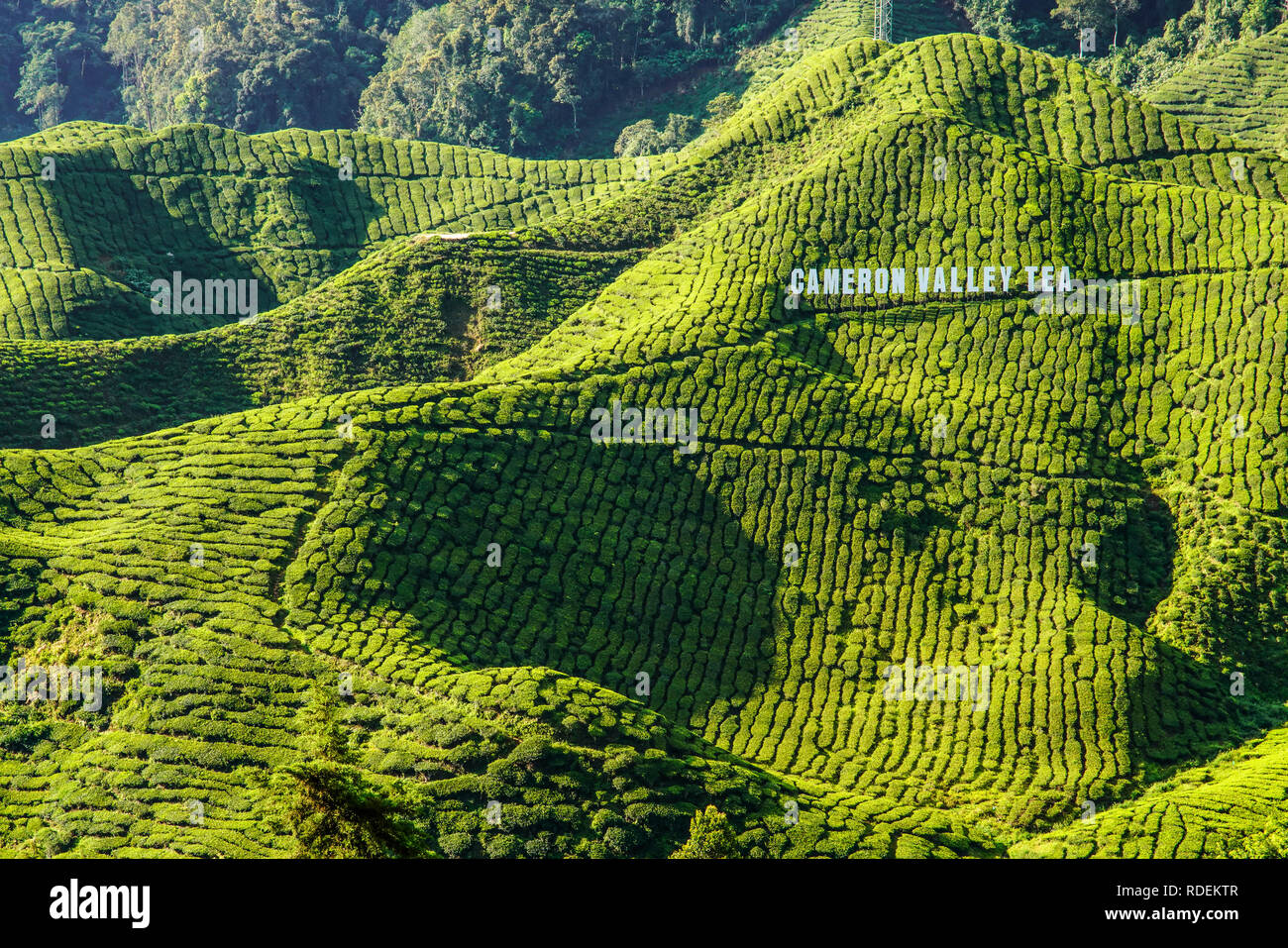 Tea plantation, Cameron Highlands, Malaysia, Southeast Asia, Asia Stock Photo Alamy