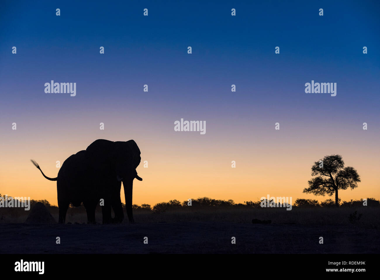 A large male African Elephant is silhouetted against a sunset in Hwange ...