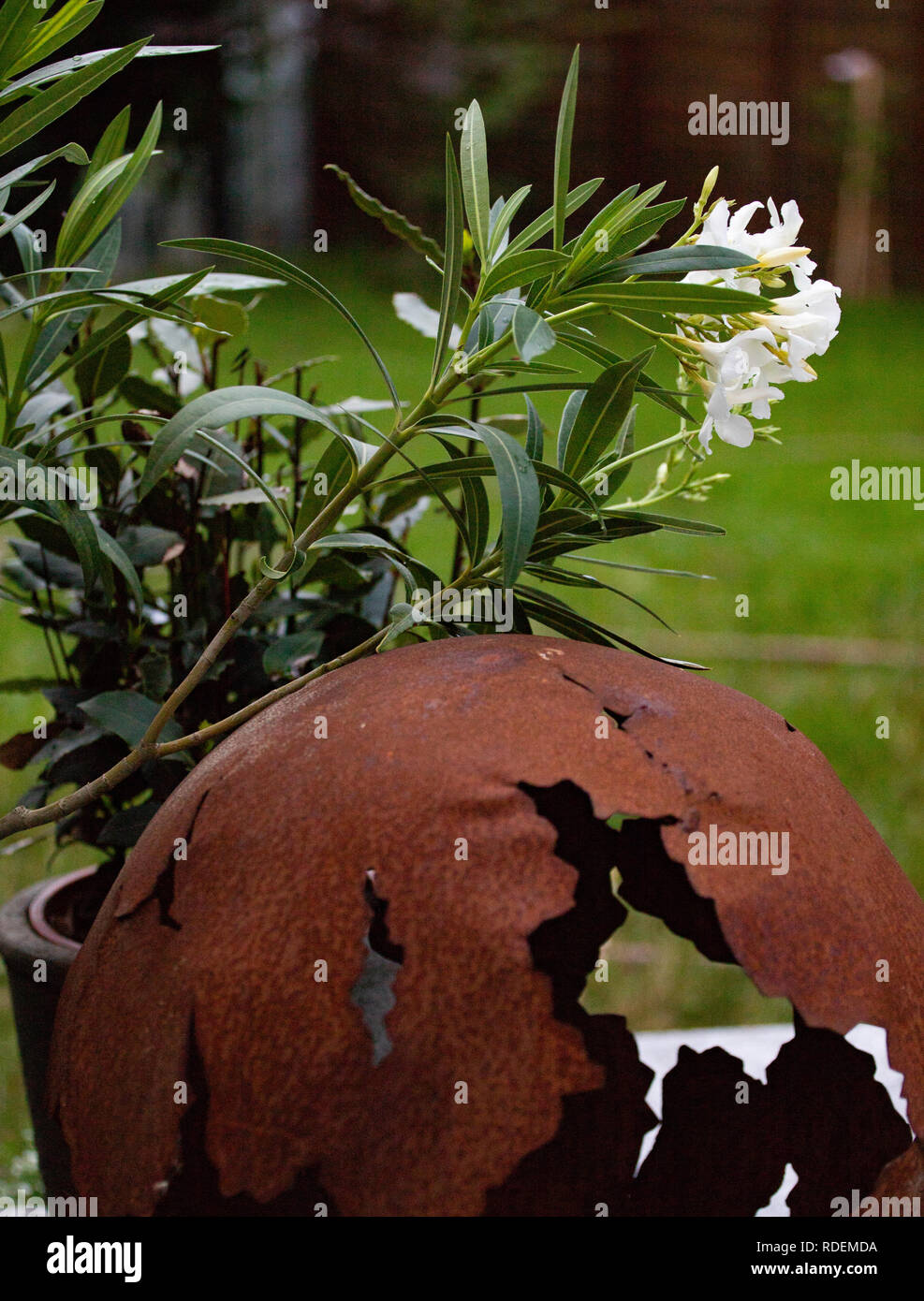 Bodendecker weiss Garten sommer terrasse Stock Photo Alamy