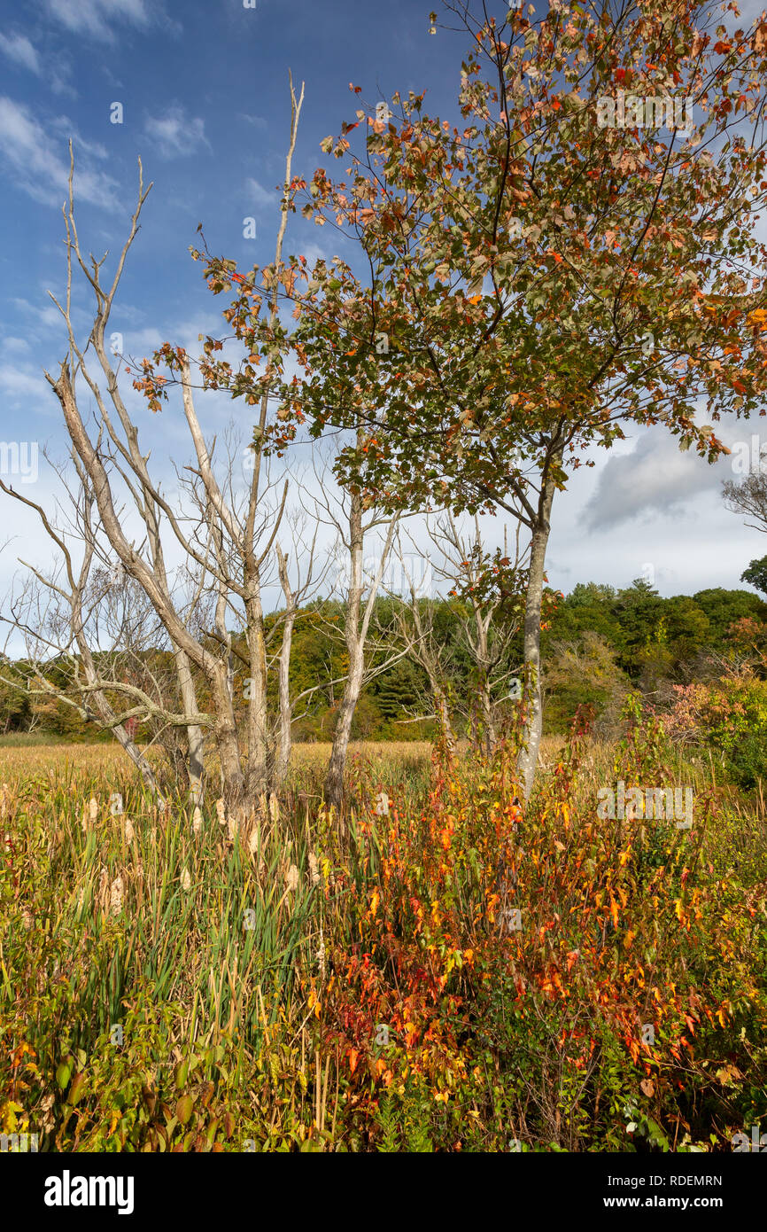 Autumn maple trees rising above a wetlands covered with cattails. Manchester-by-the-Sea, Massachusetts Stock Photo