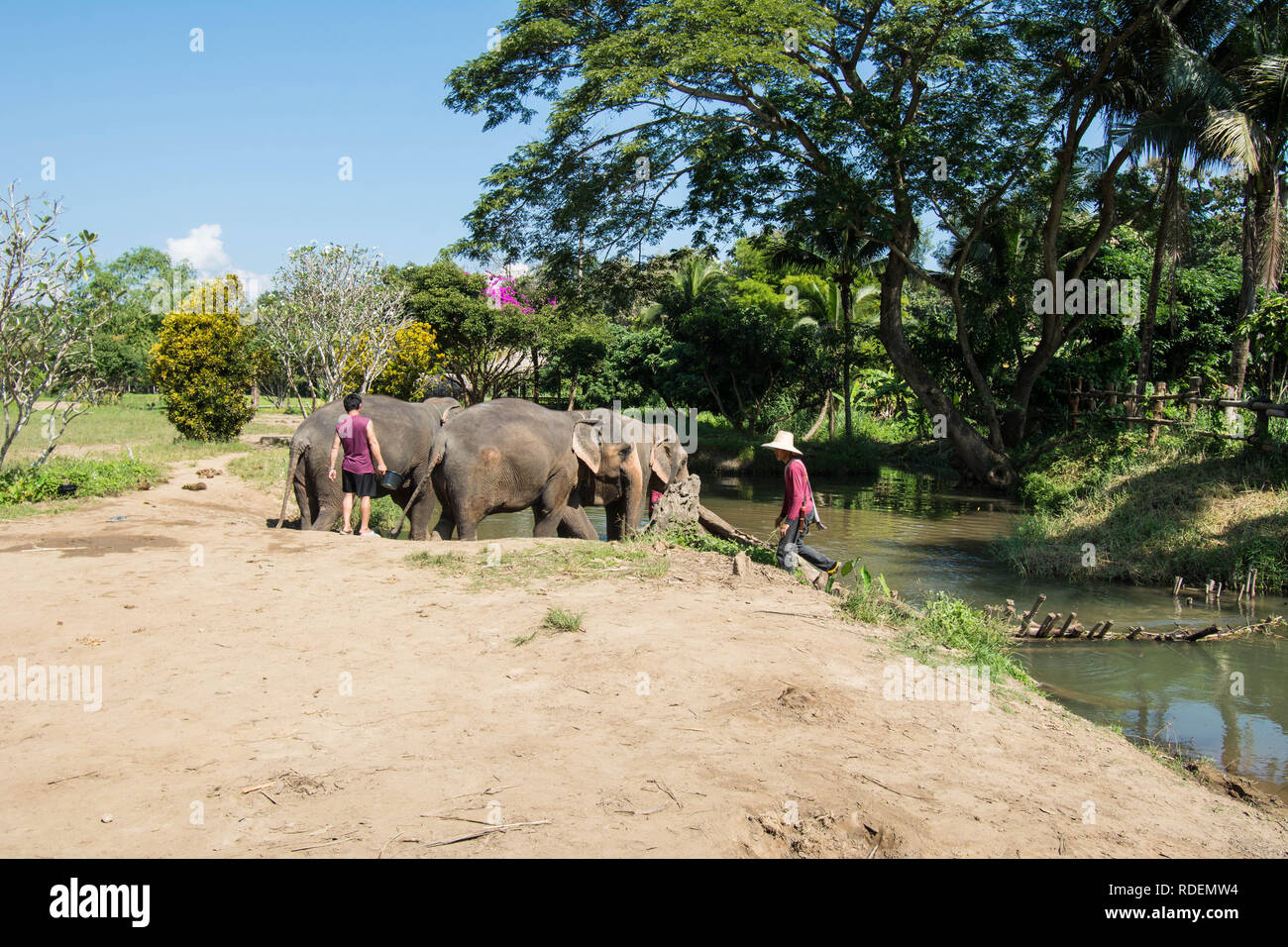 Elephants Elephant Chiang Mai Thailand reserve guards guarding guard